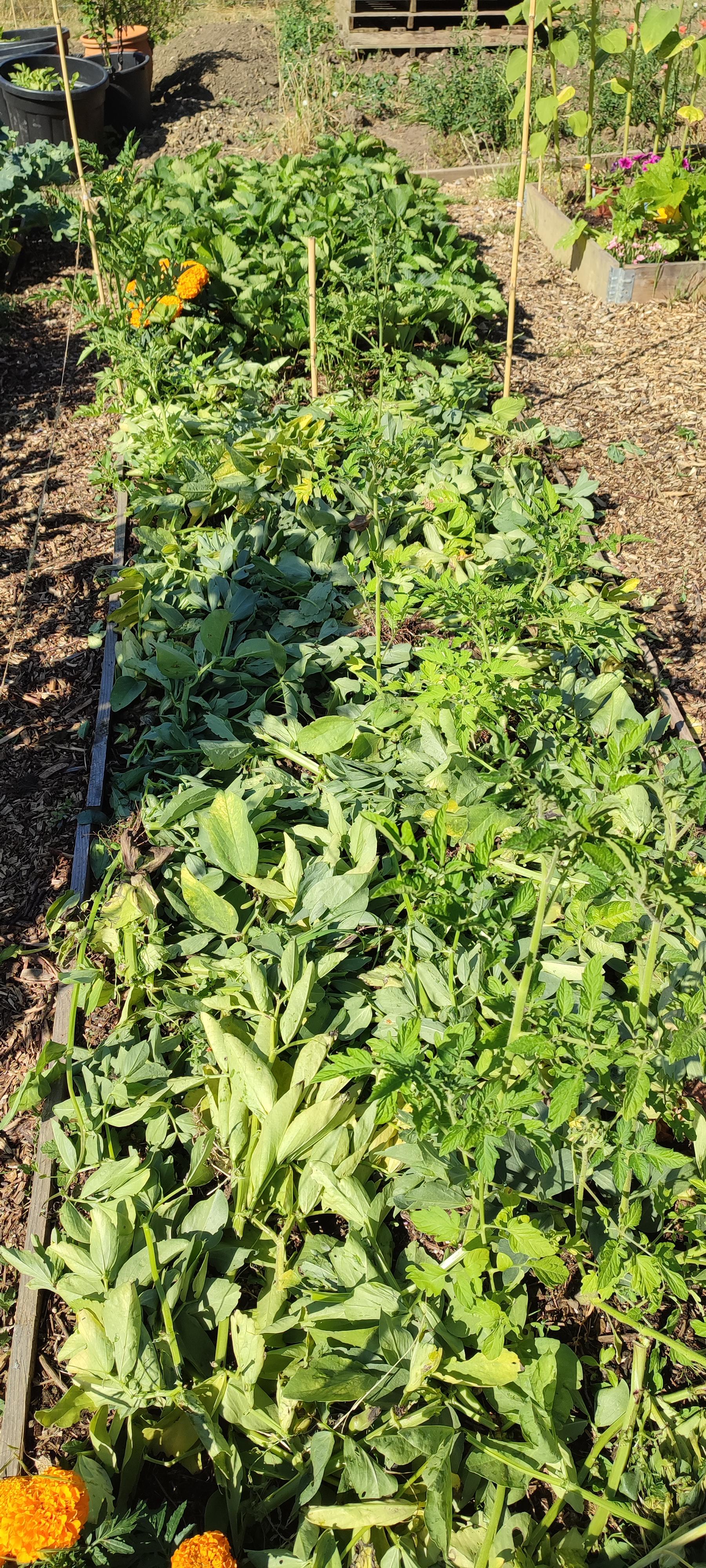 Small experiment, Leaving old plants on the top of the soil. r/gardening