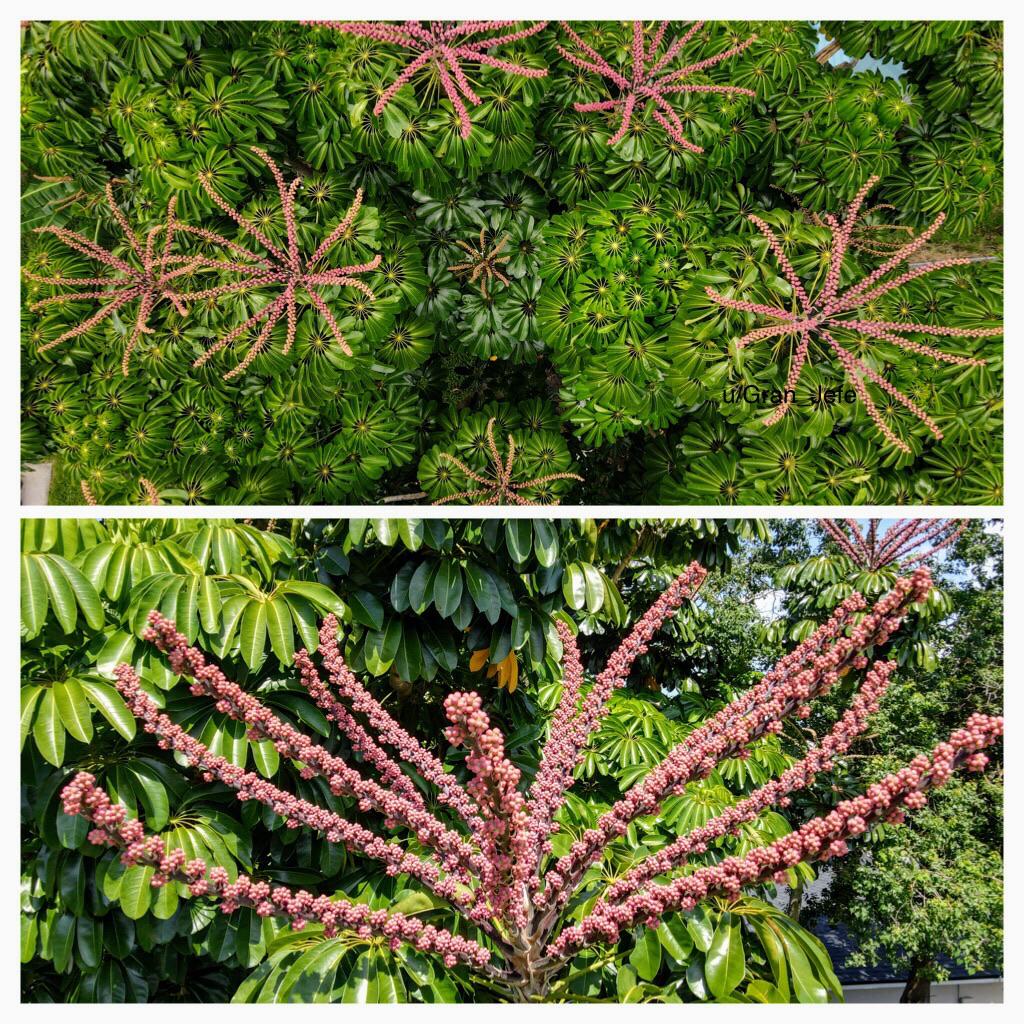 My schefflera is blooming. I can see why this gets called