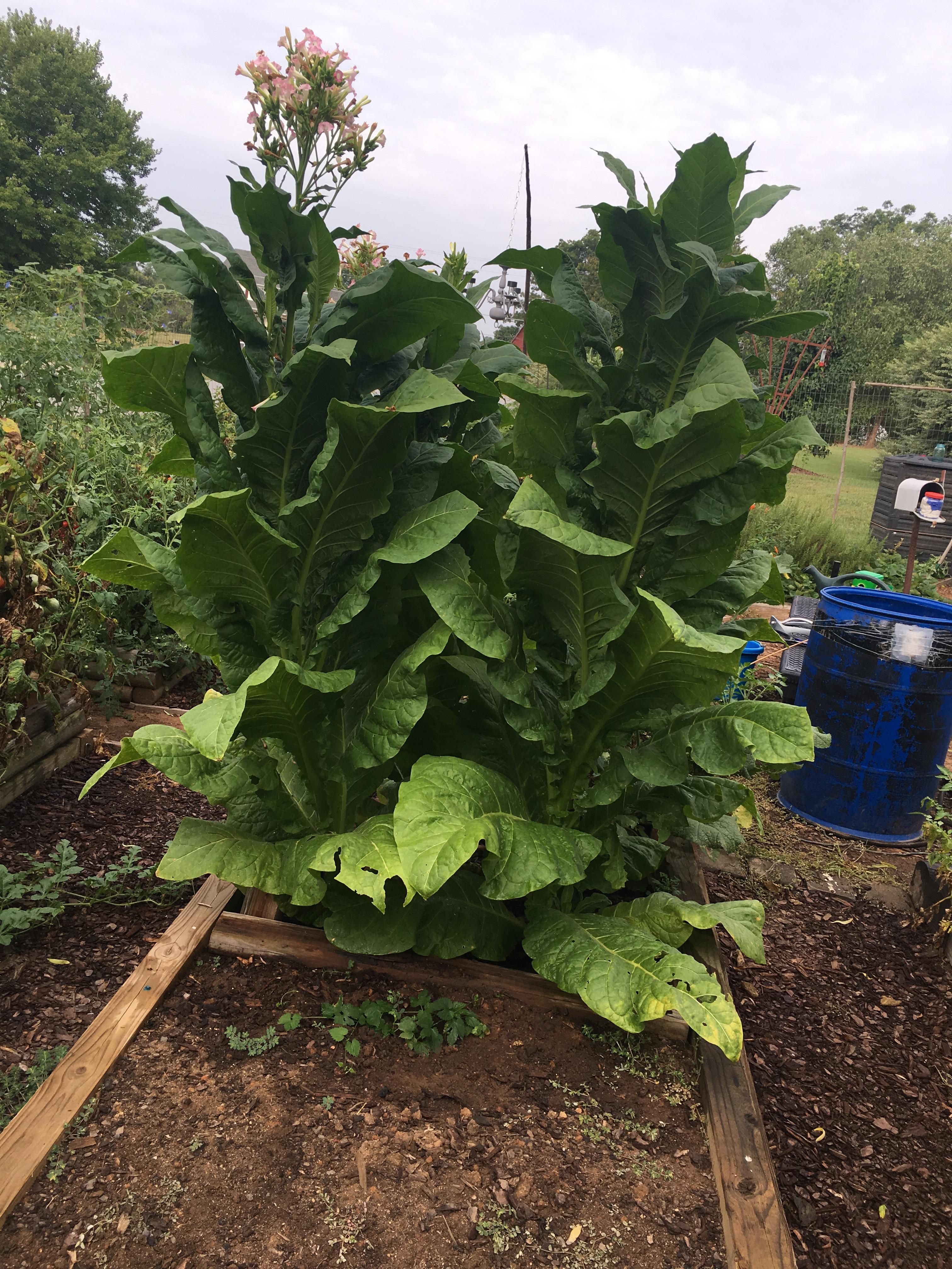 Garden tobacco with Hops starting to grow underneath r/gardening