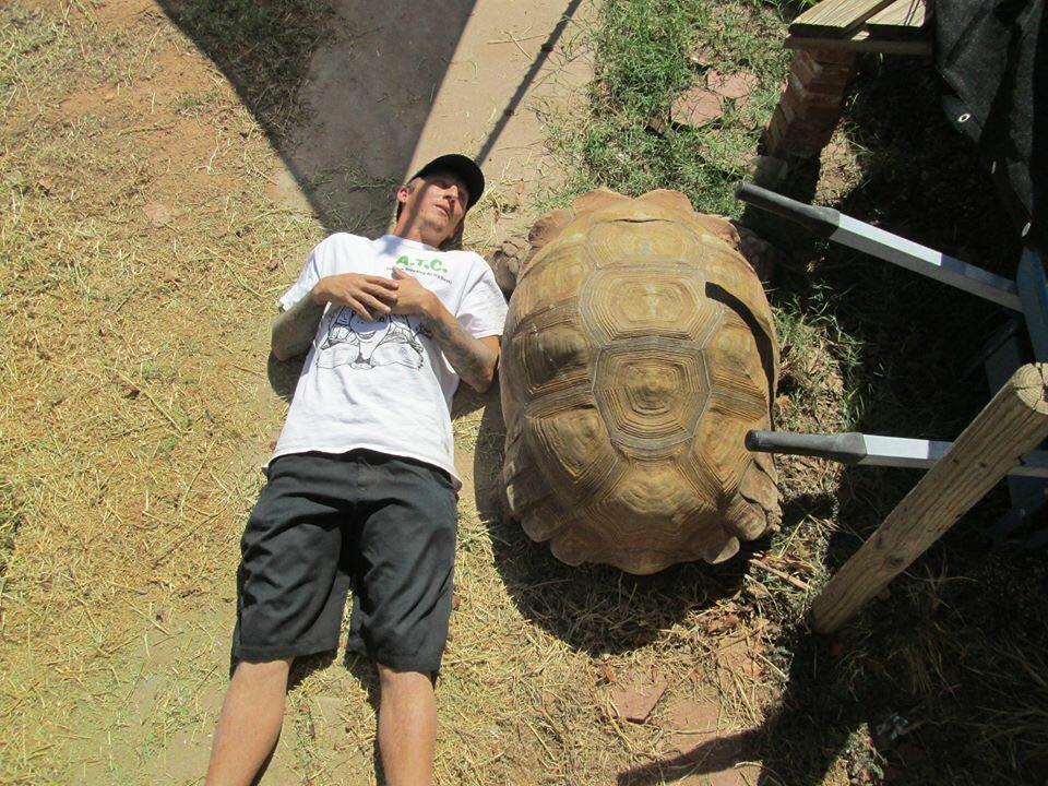 So you want a Sulcata? Are you prepared for how large they get? r