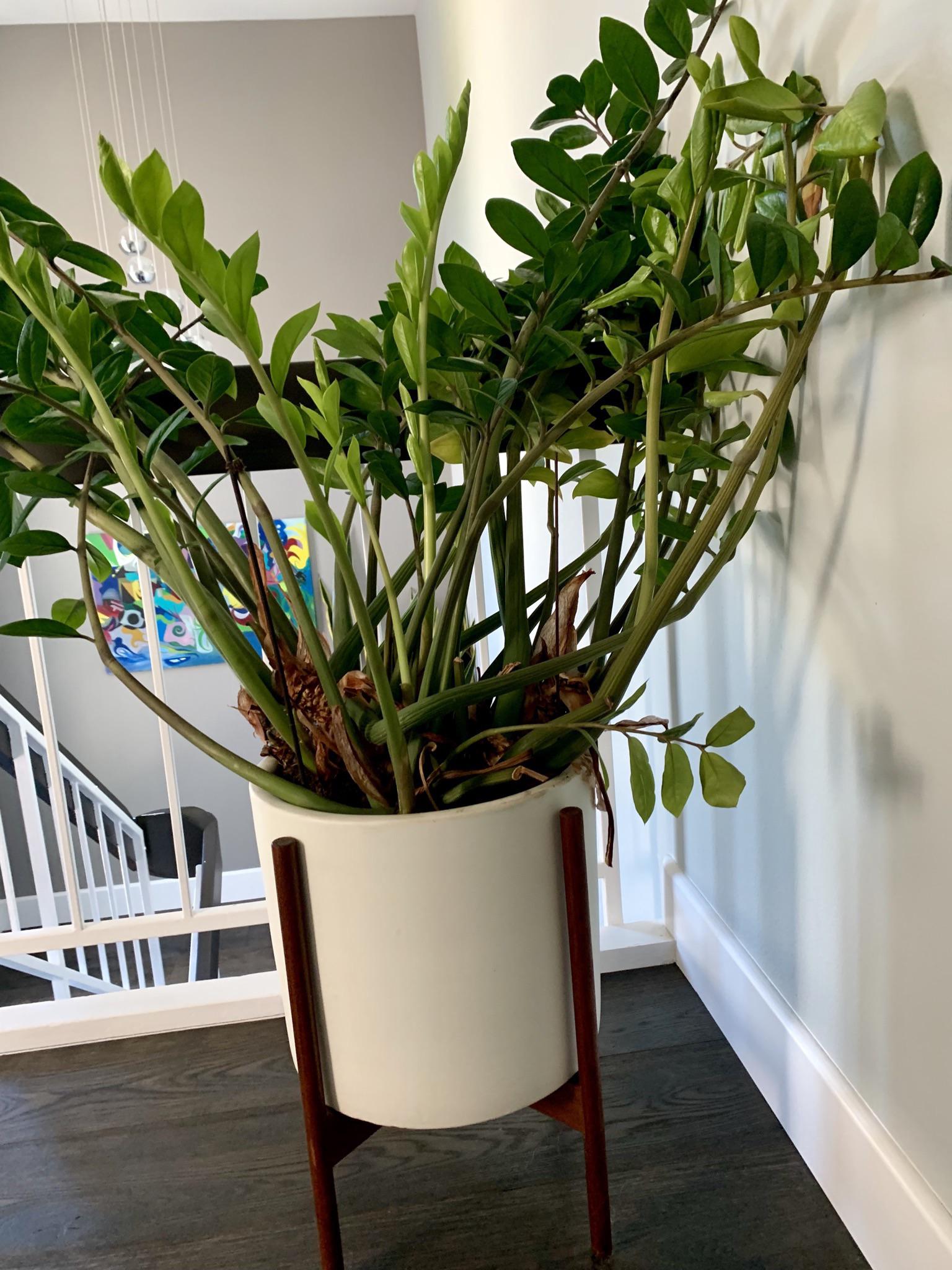 My zz plant with a lot of new growth r/houseplants