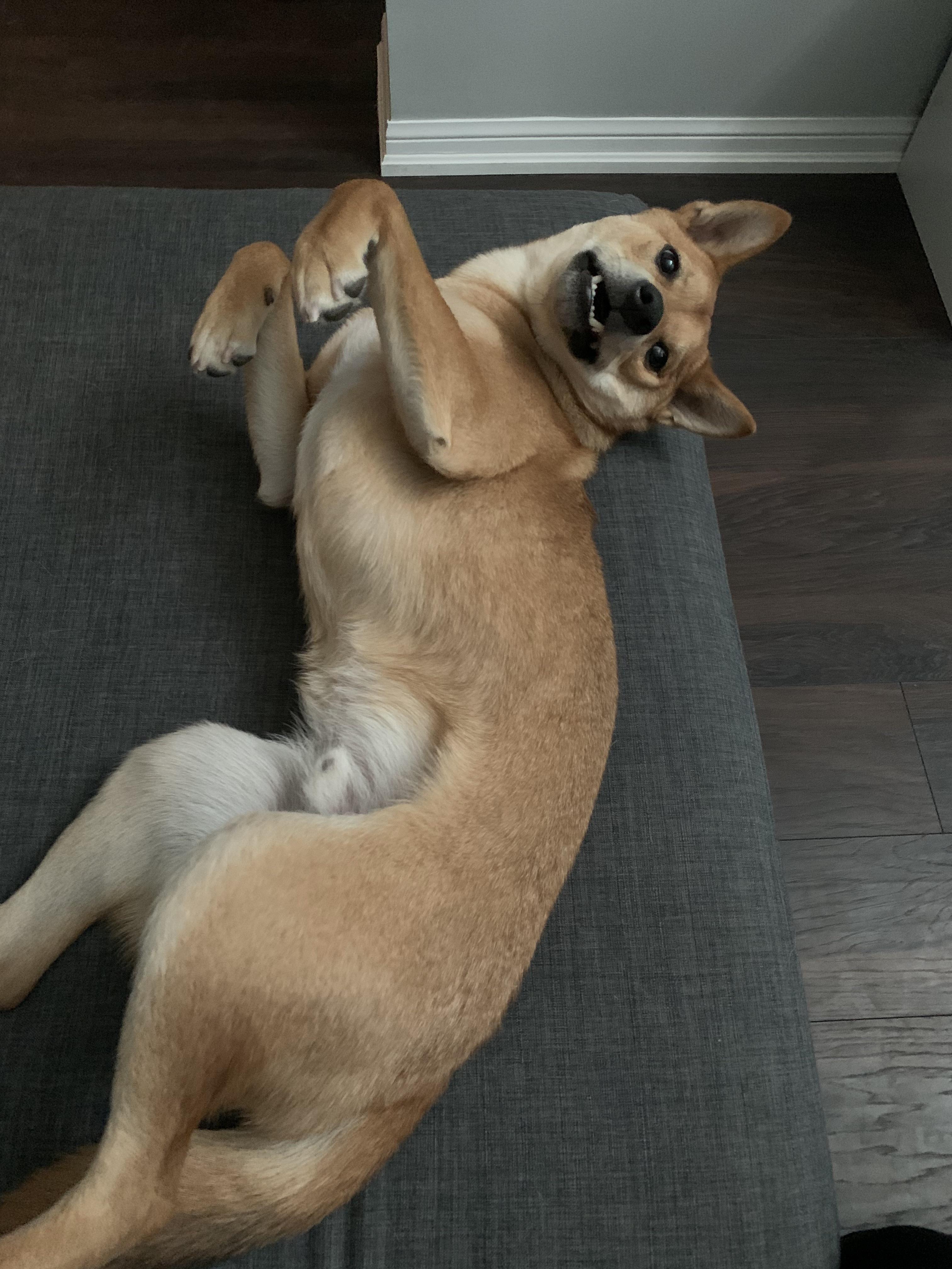 My Shiba is 1 yr old and 2 months now and he is still chewing my