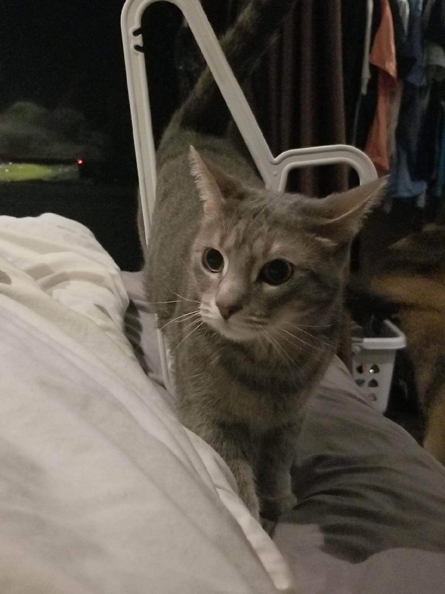 My cat got stuck in a hanger catpictures