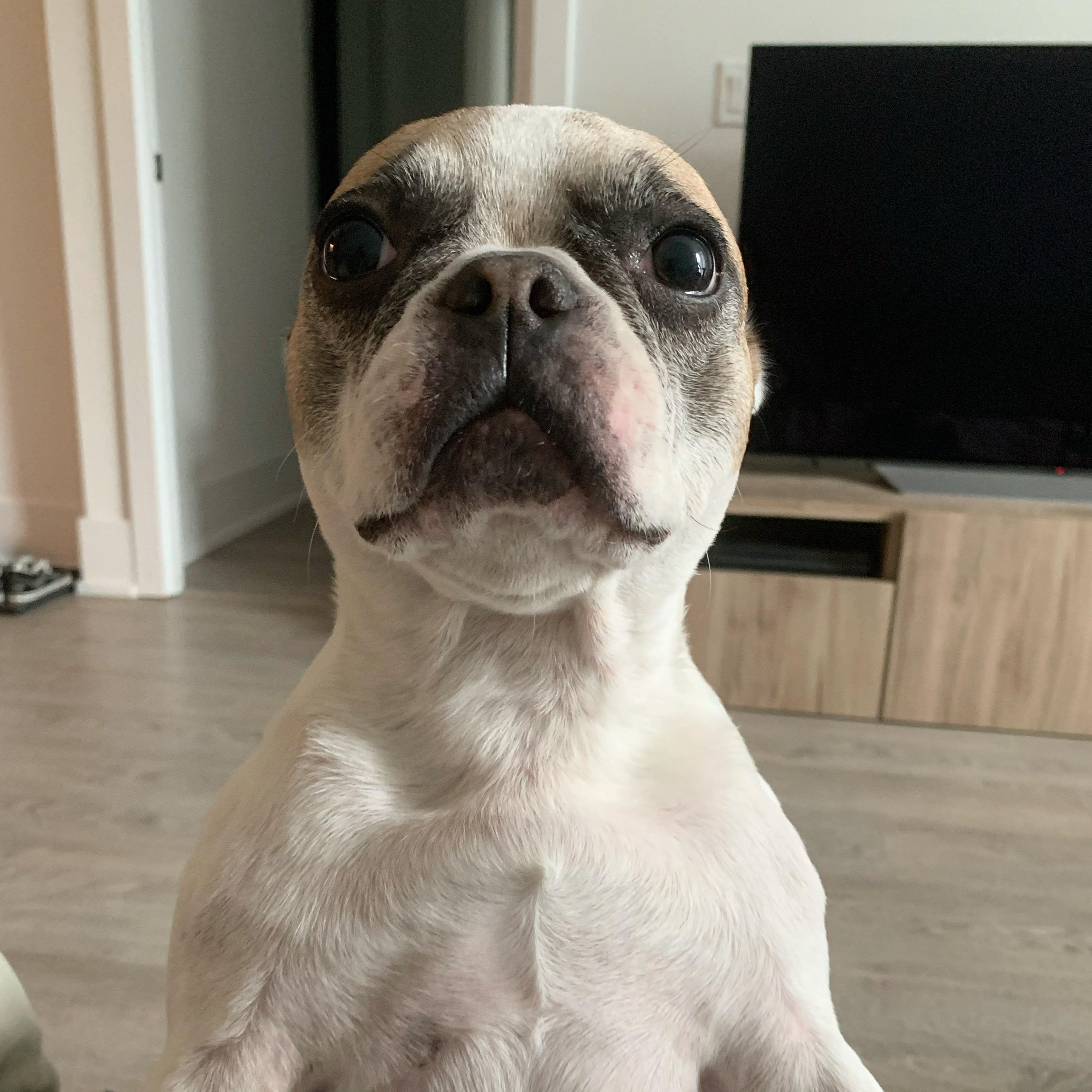 What I look like without ears r/frogdogs