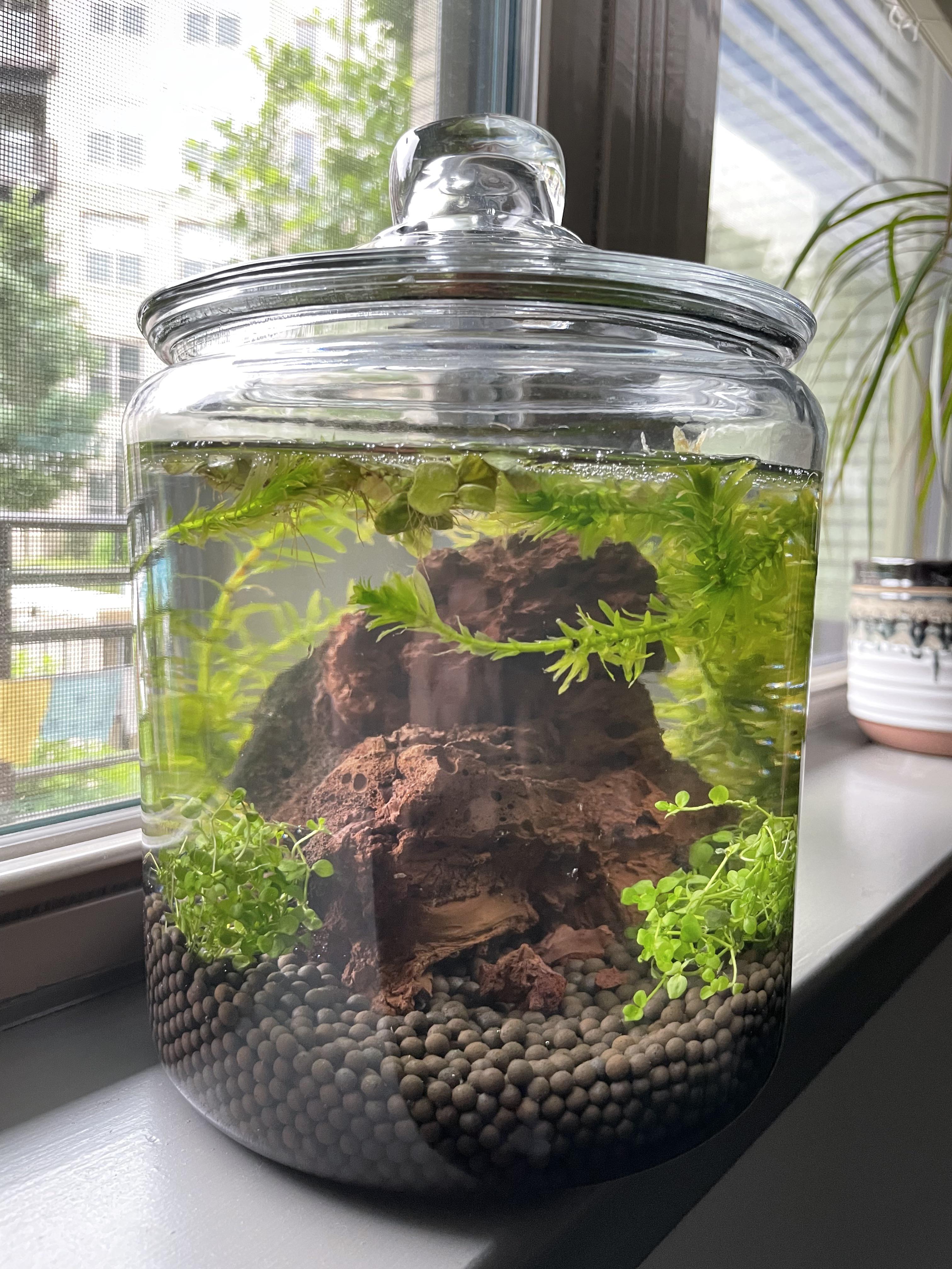 My first jarrarium. I’m waiting for it to cycle to add a cherry shrimp