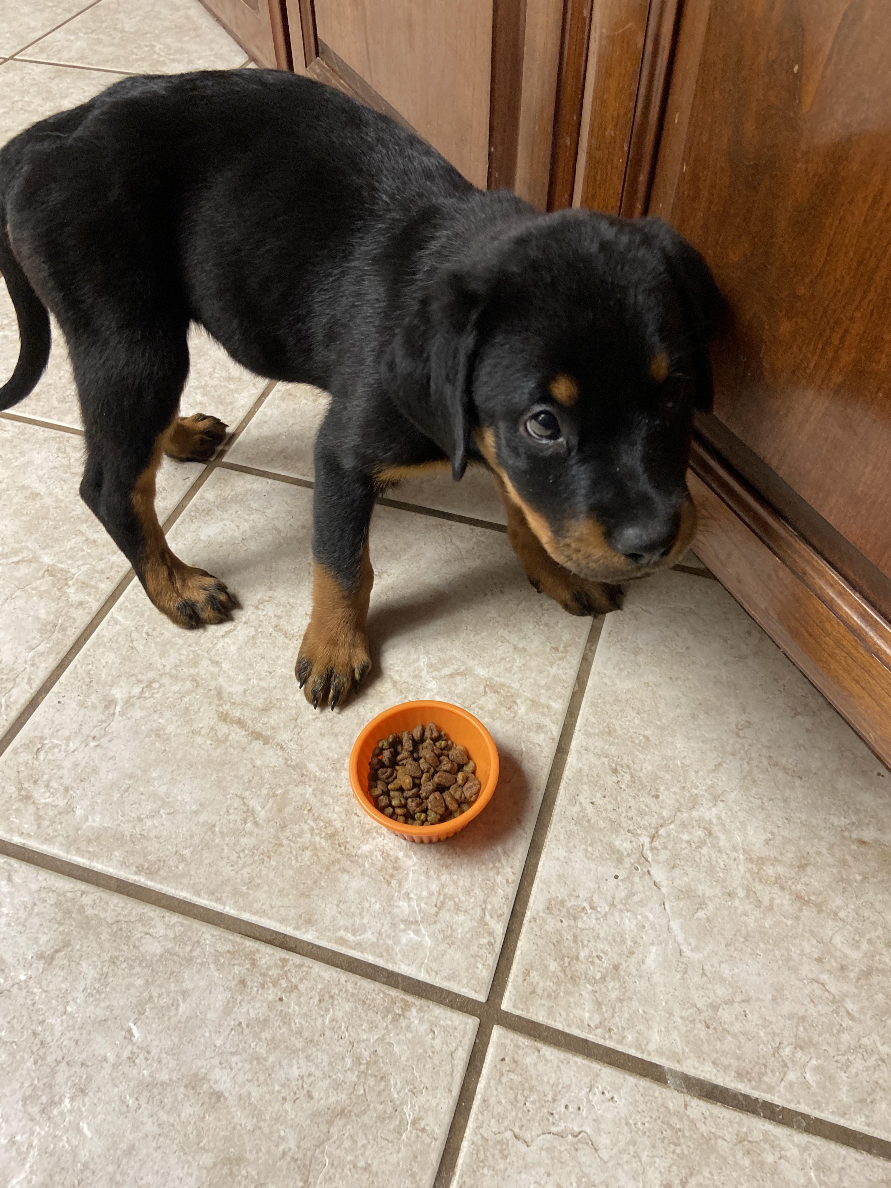 First night with the new pup, Suki won’t let me sleep but I don’t care