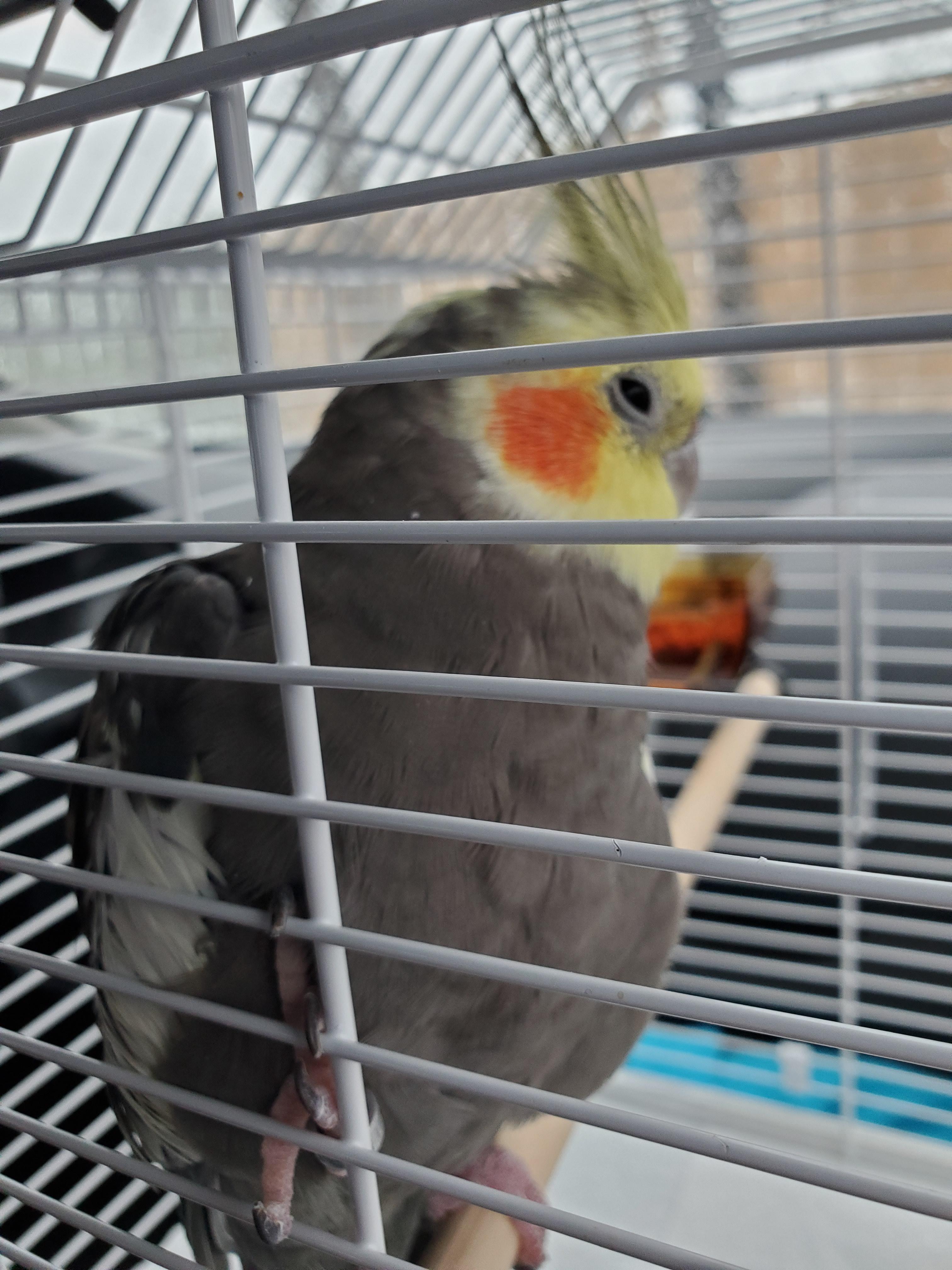 Little man just had another vet visit. He was not impressed. r/cockatiel