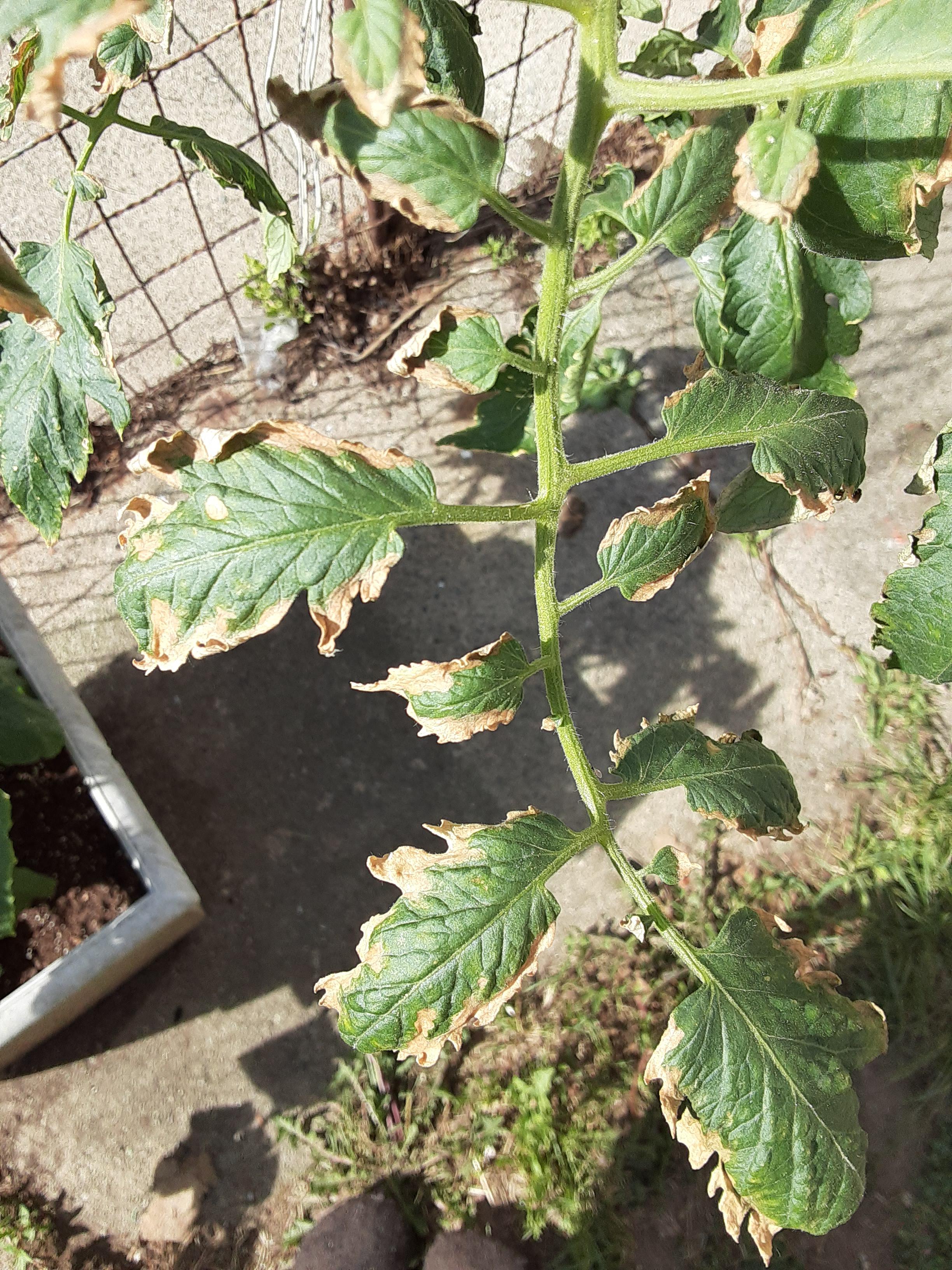 Help! All the leaves on my tomato plant are brown on the edges. The