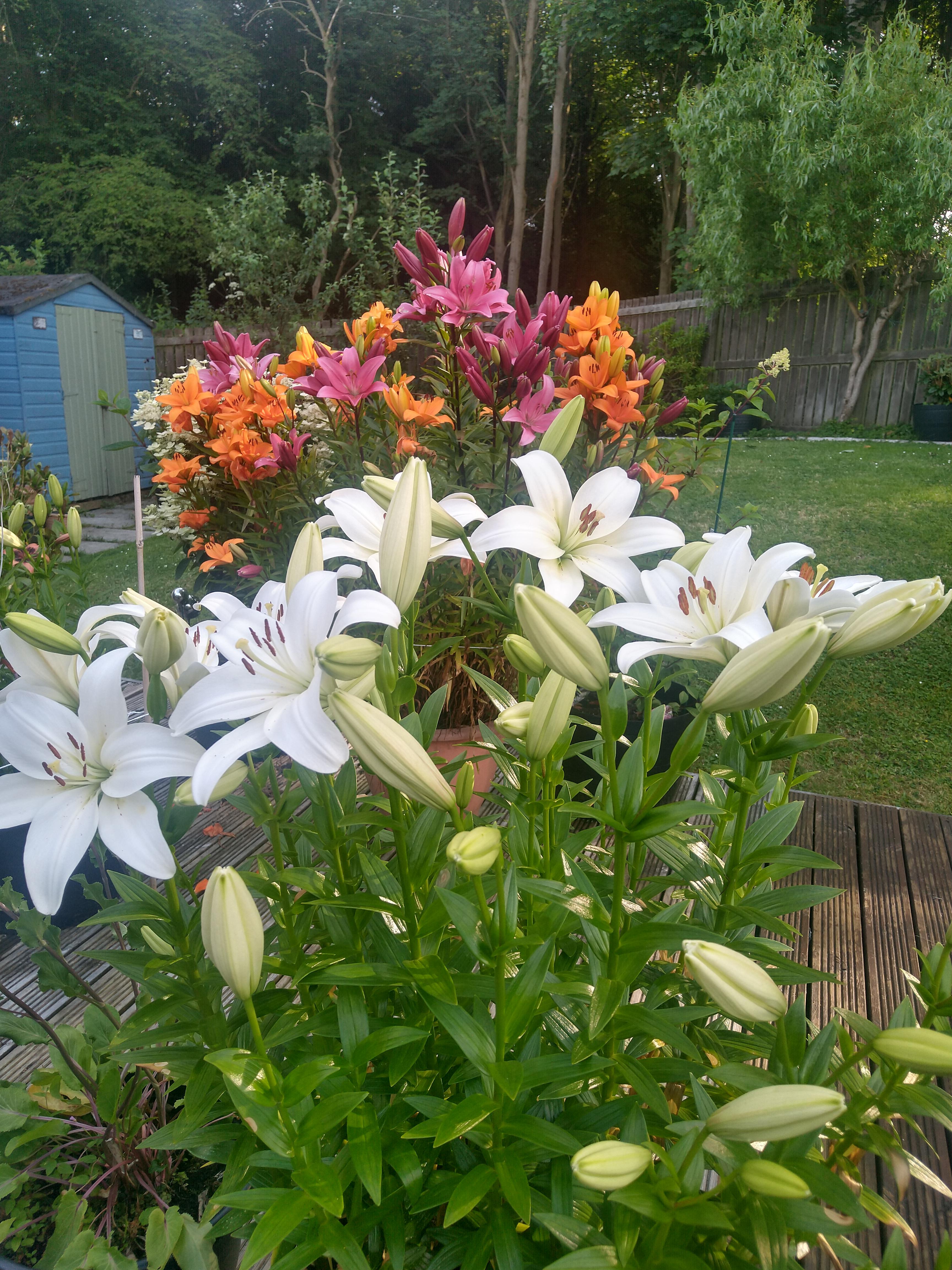 Lilies are out in Glenrothes Fife Scotland. r/gardening
