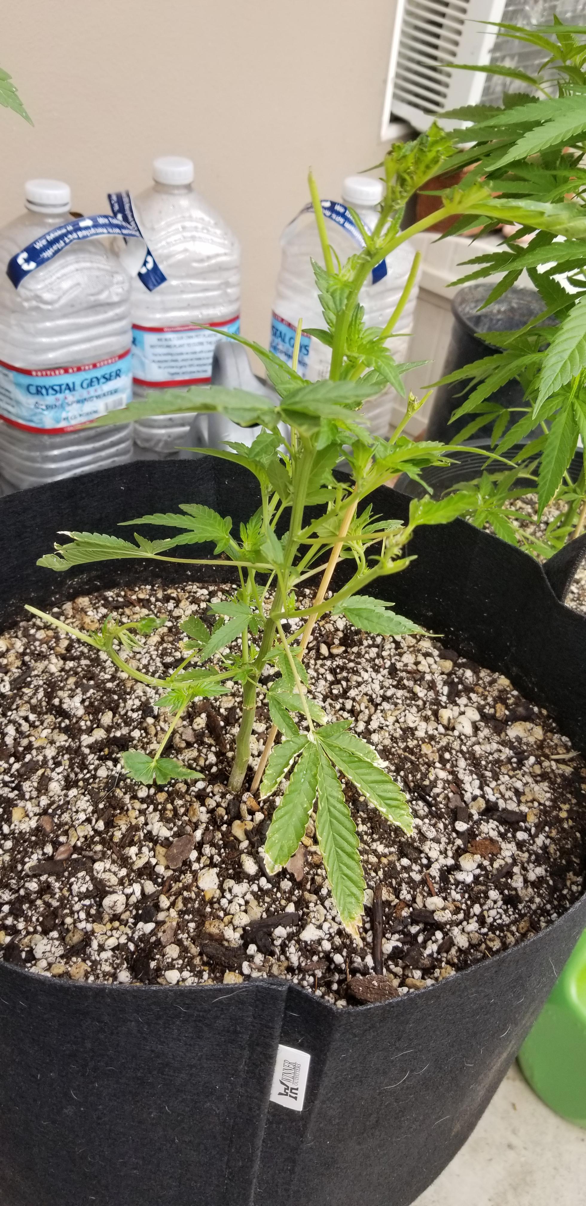 Dog ate plant any suggestions to help it?