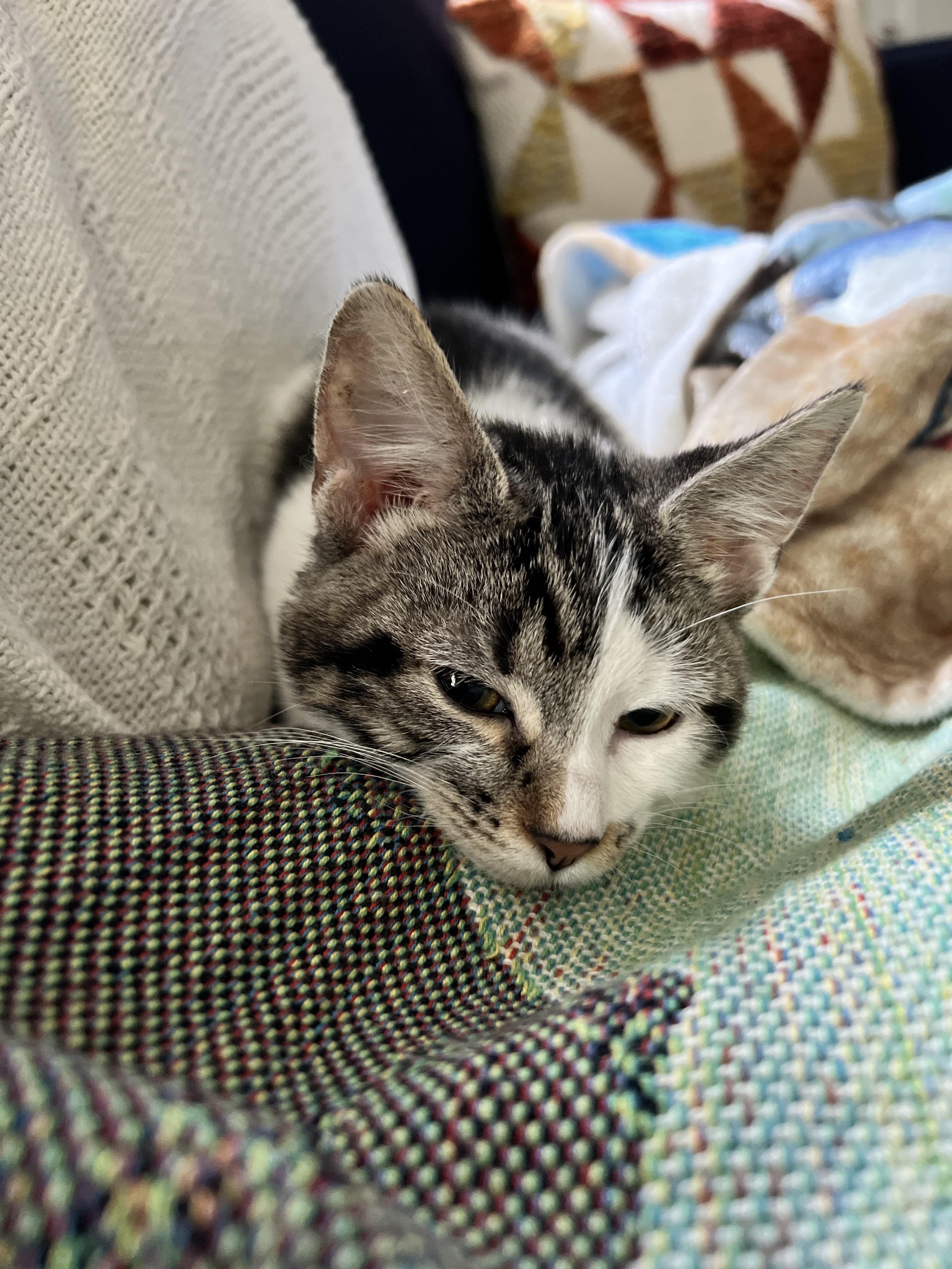 Will you help me name my cat? I want it to be inspired but LOTR but I