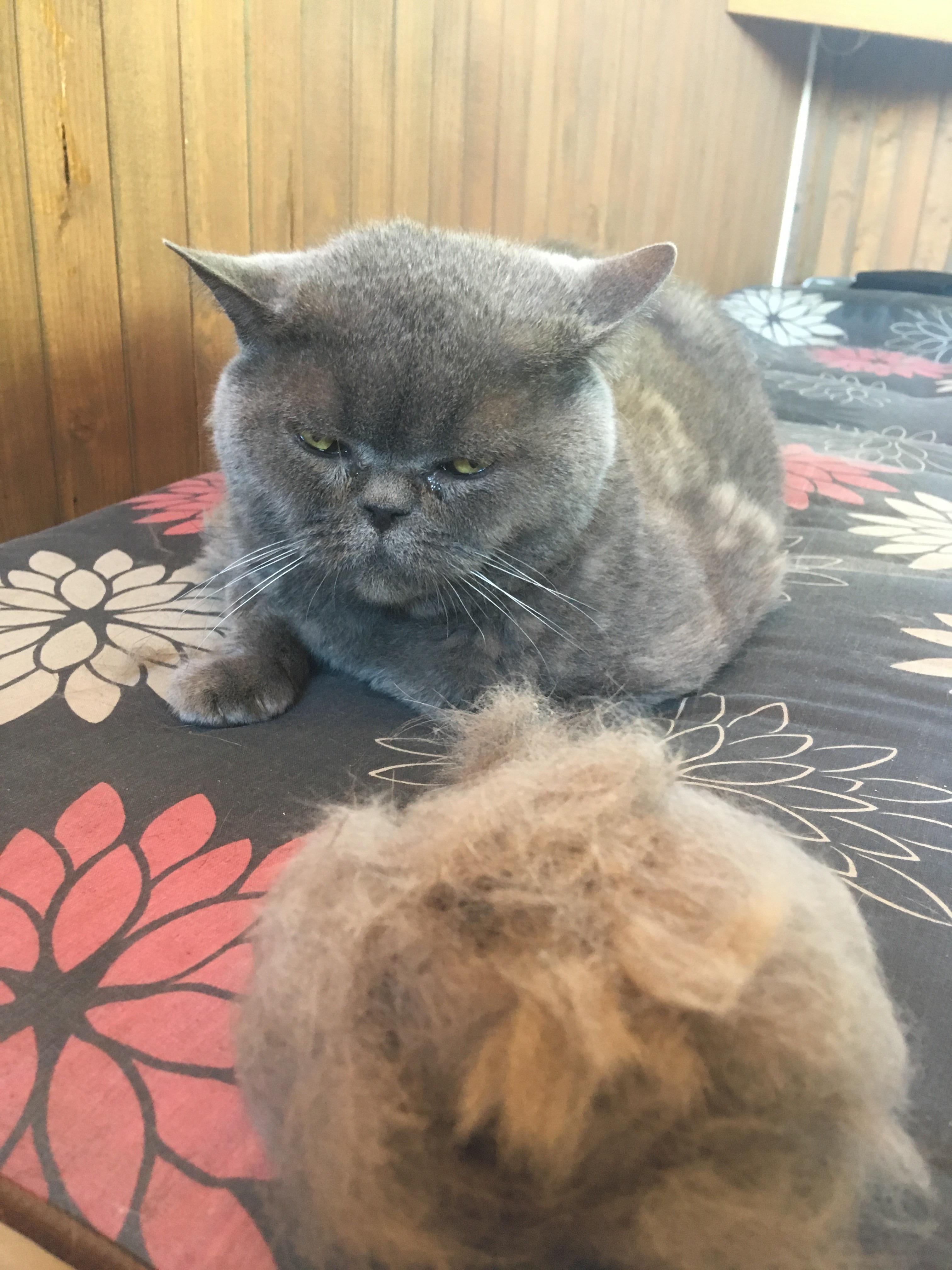 3 tons of fur from this cat he keeps loosing his fur lot why r/cats