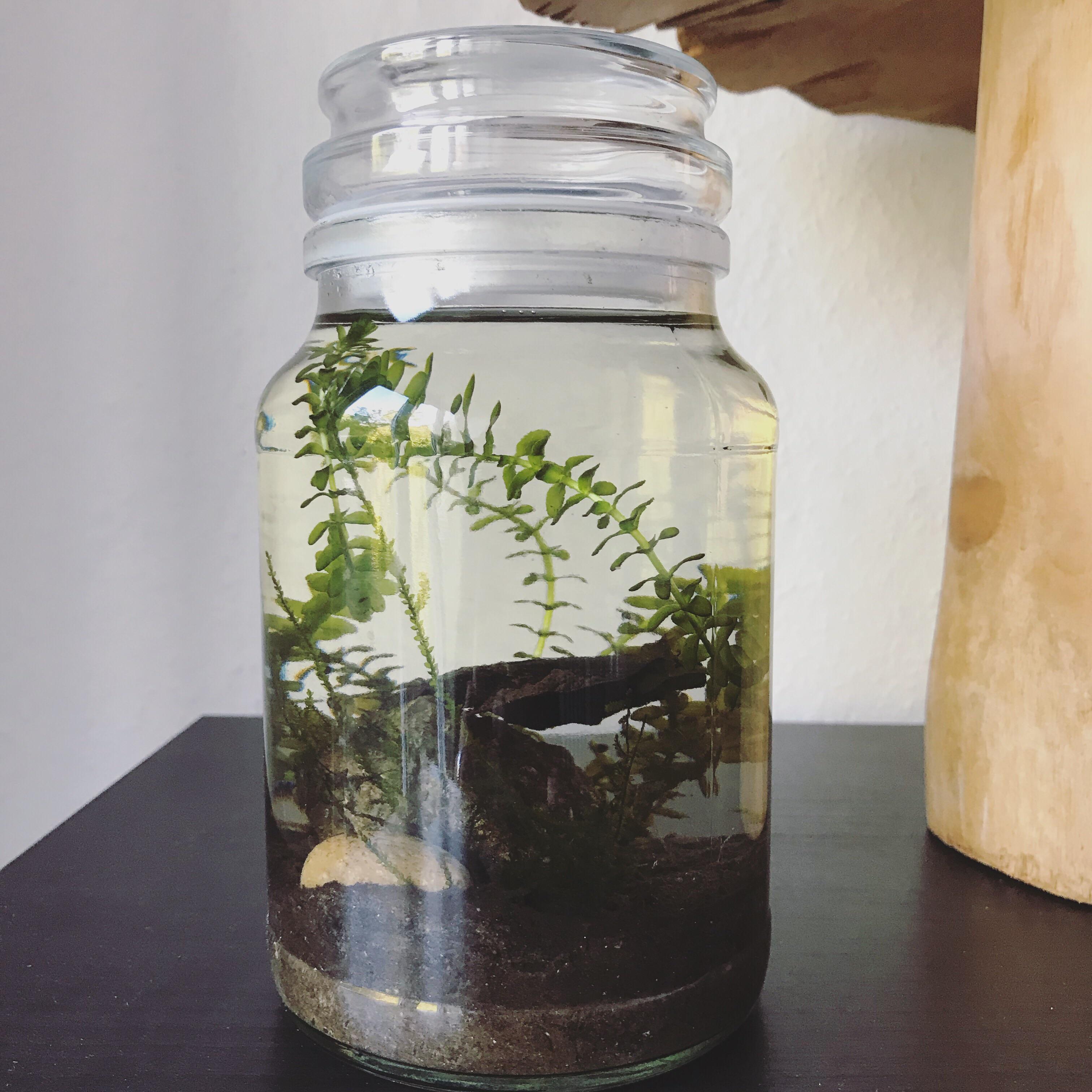 Aquatic ecosphere i made with substrate, plants and water from one of