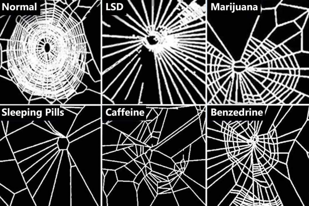 When NASA gave spiders drugs to see how it affected their webs. A NASA
