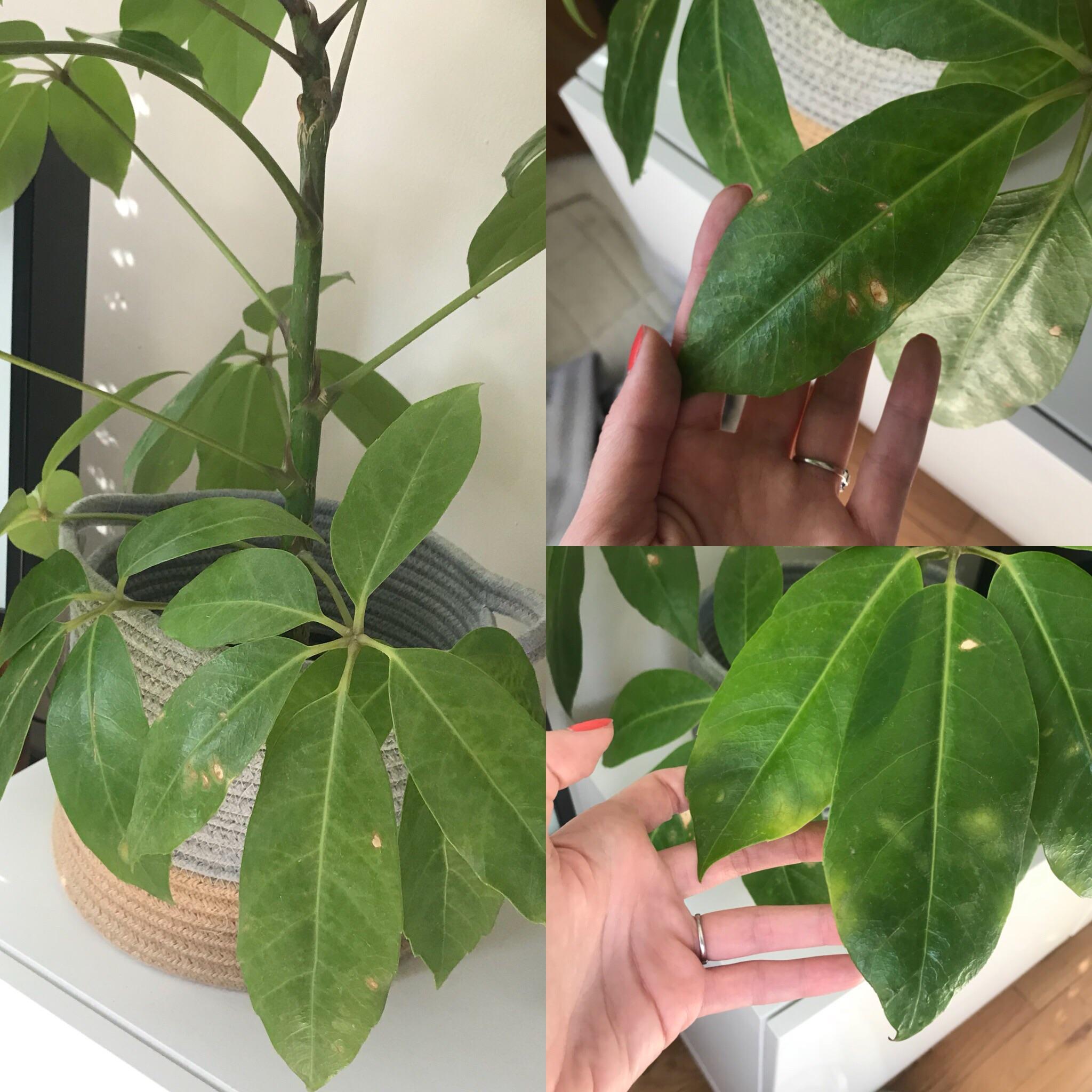 Unhappy umbrella plant carefully watered and in sunny spot. Any idea what’s making him get