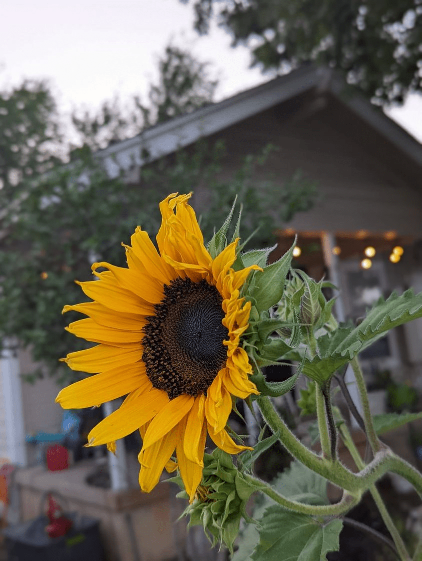 The first of my sunflowers has bloomed! r/gardening