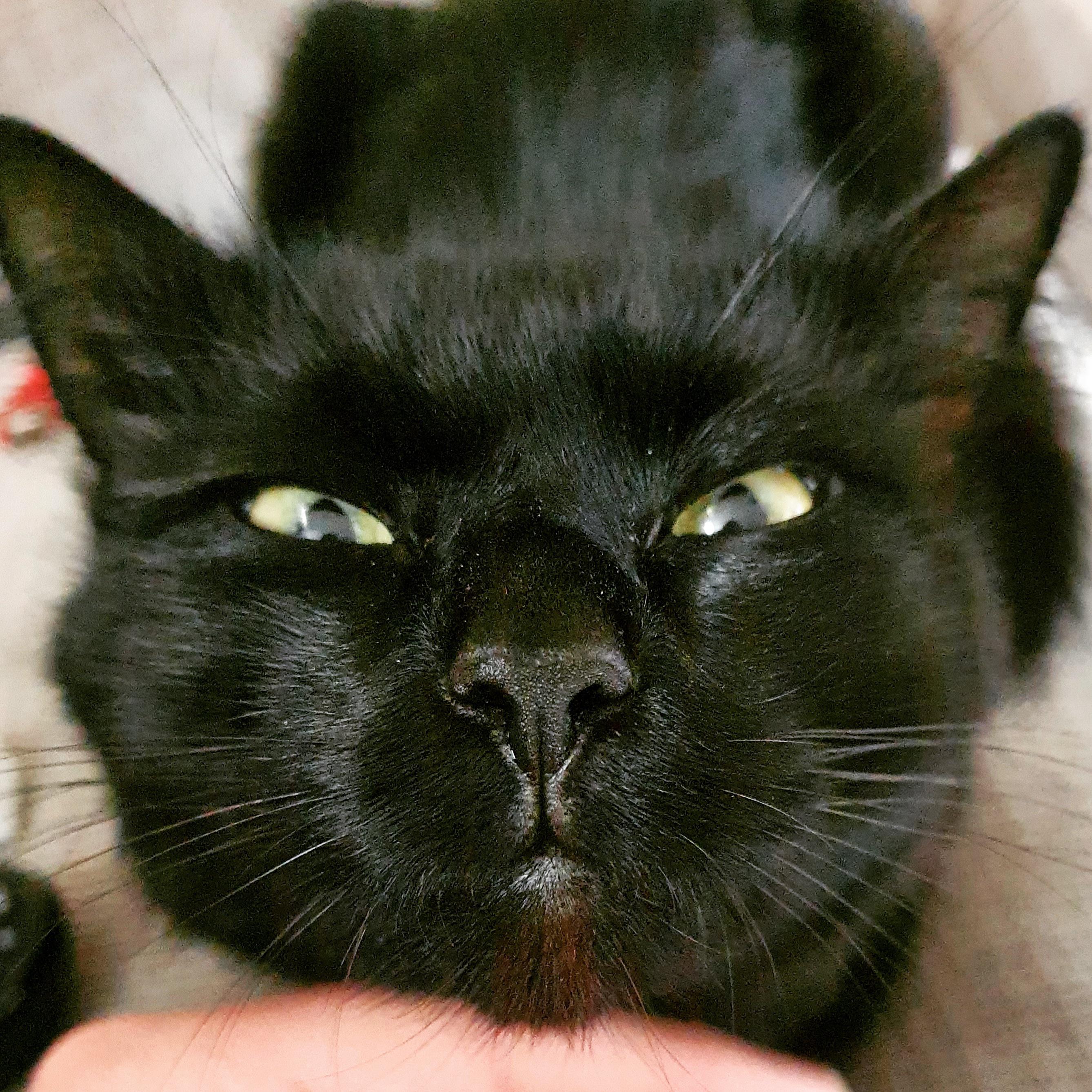 He loves having his chin tickled. r/cats