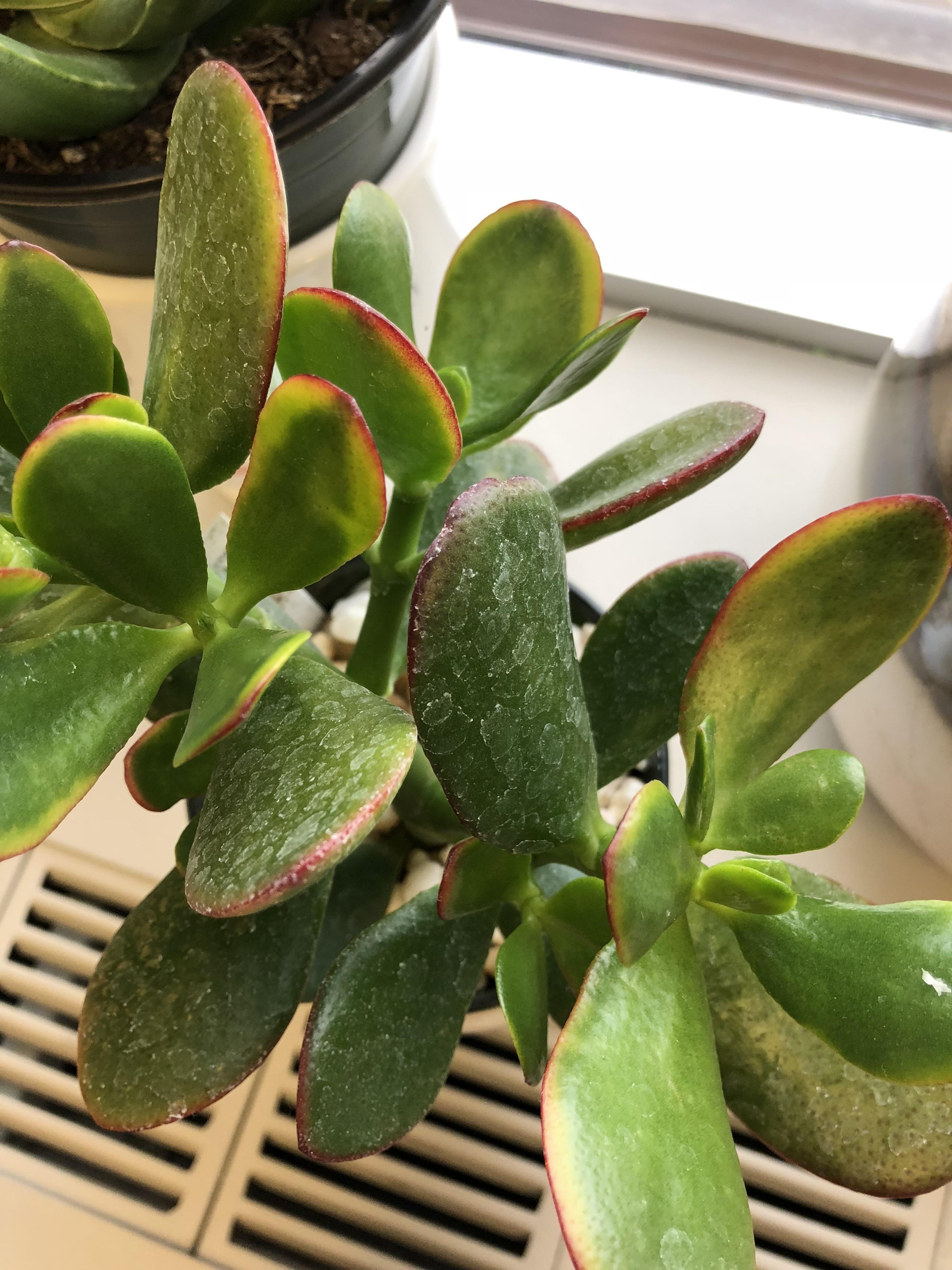The leaves on my jade plant are turning yellow! It's