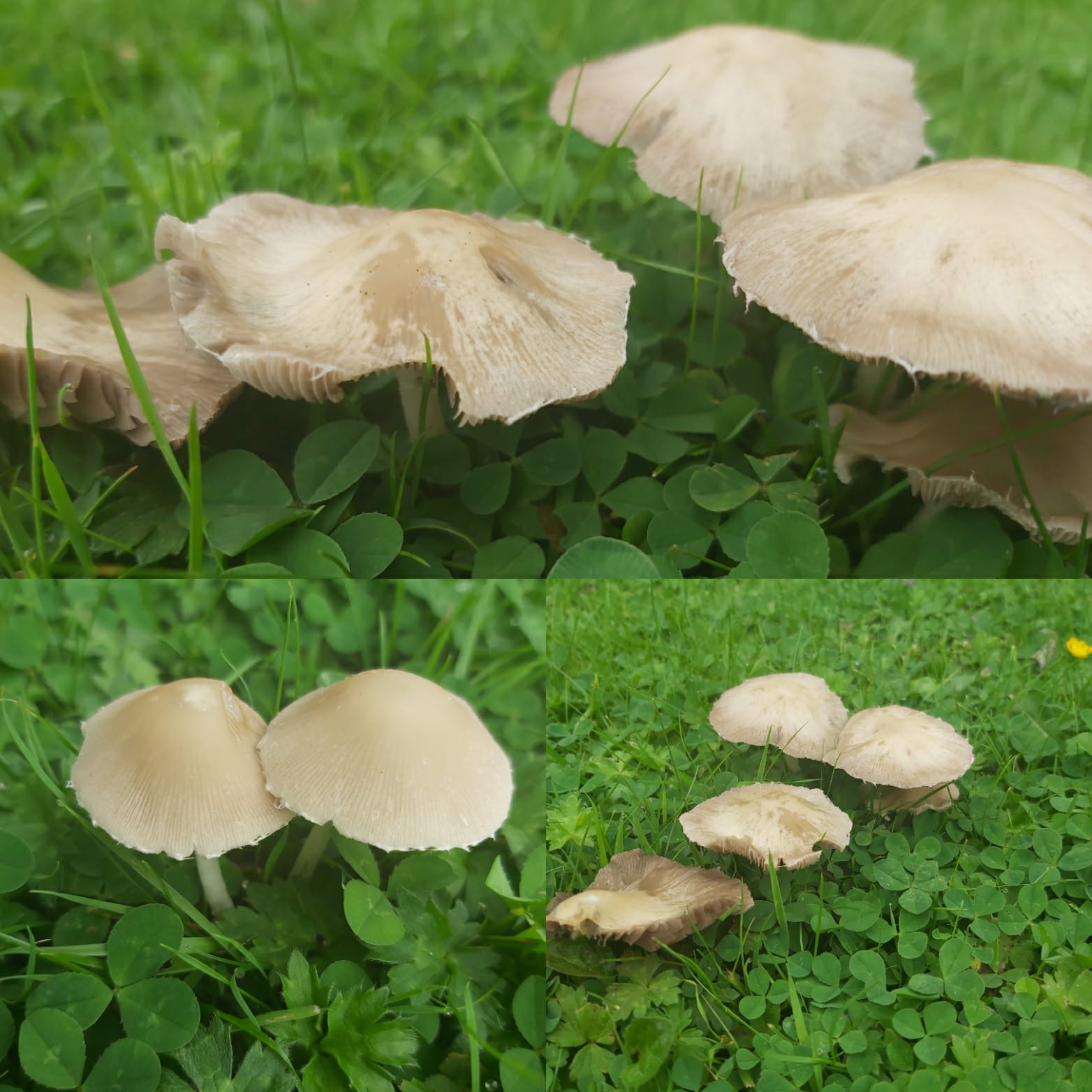 Found these mushrooms growing in my back yard in Ireland. What kind of