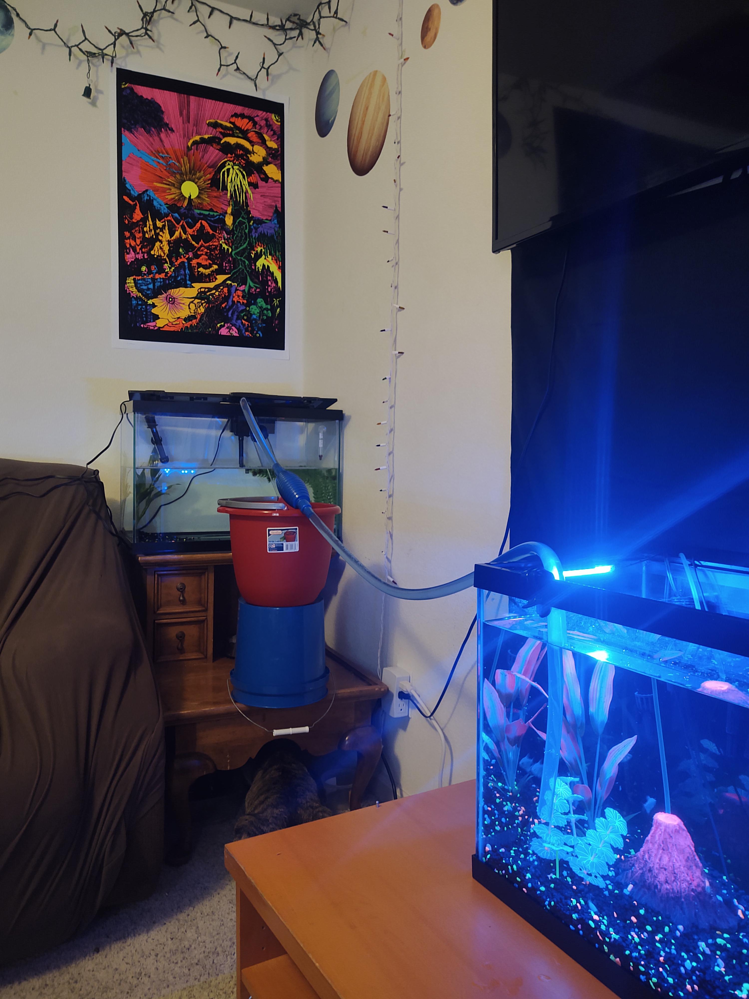 Japanese Koi And Goldfish Tank Setup Japanese Koi,Oranda, 58 OFF