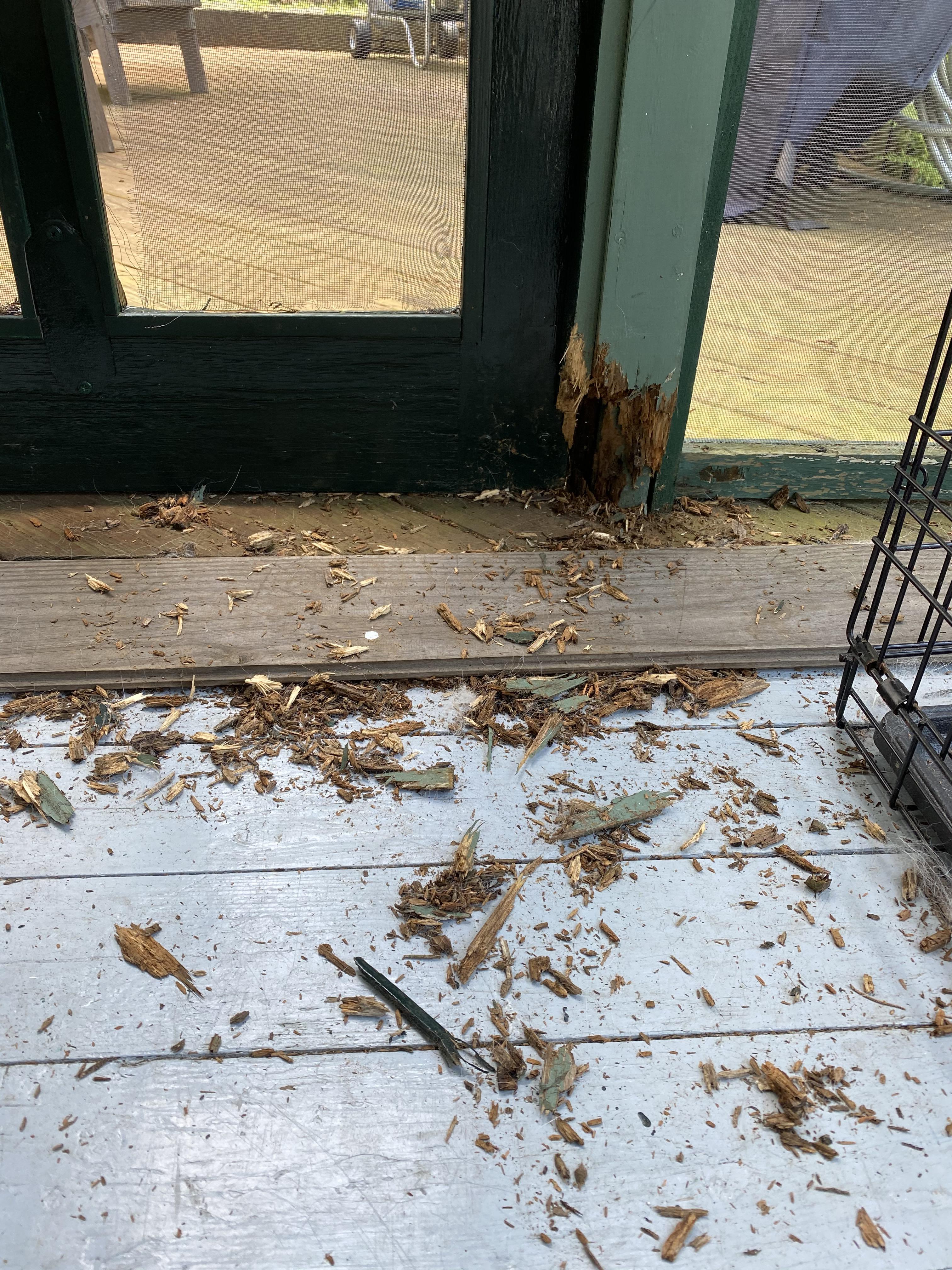 My dogs chewed through wood from an 1800s lake house... is there a way