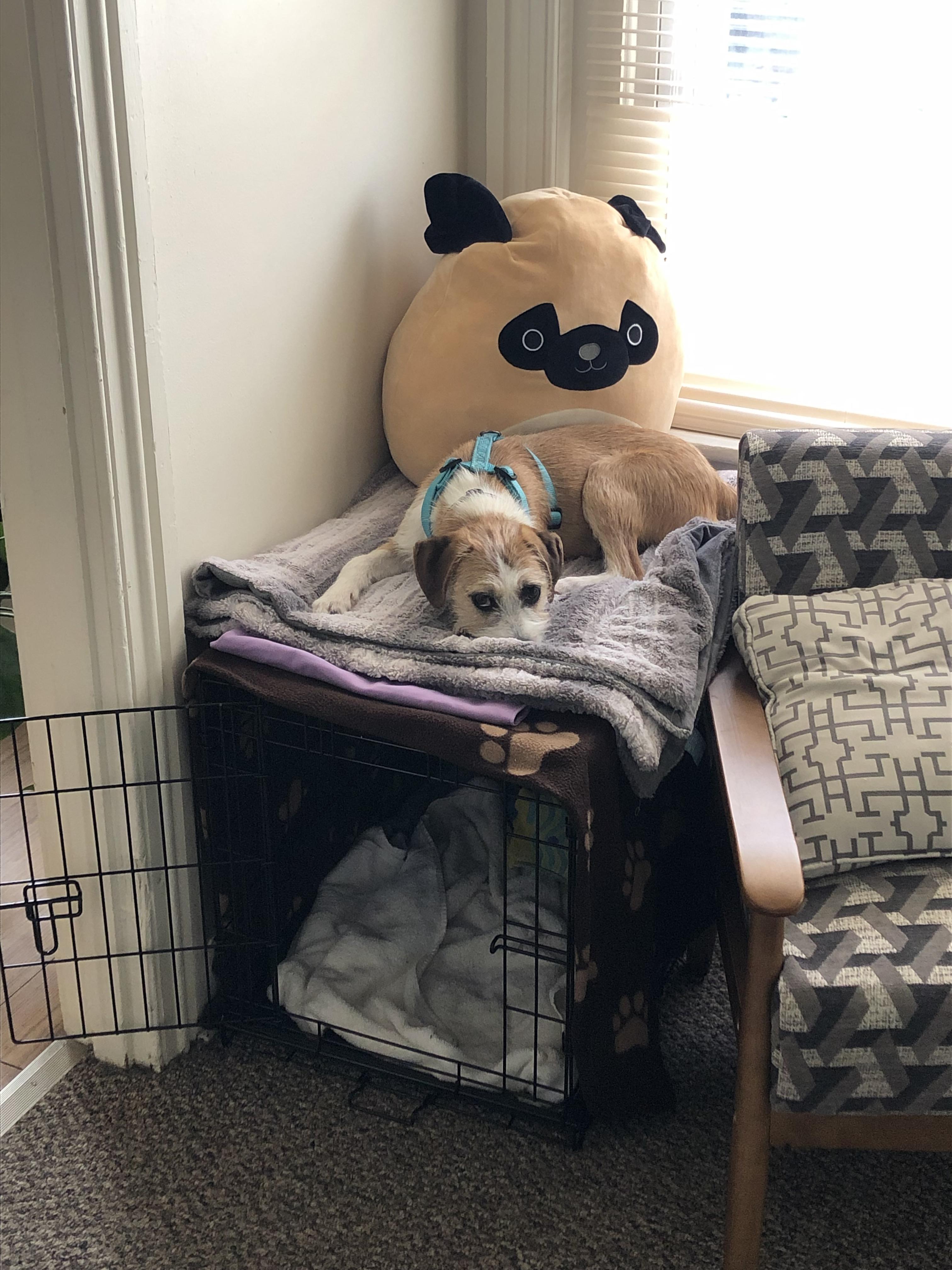 Crate training is going well, he loves his crate...maybe one day he’ll