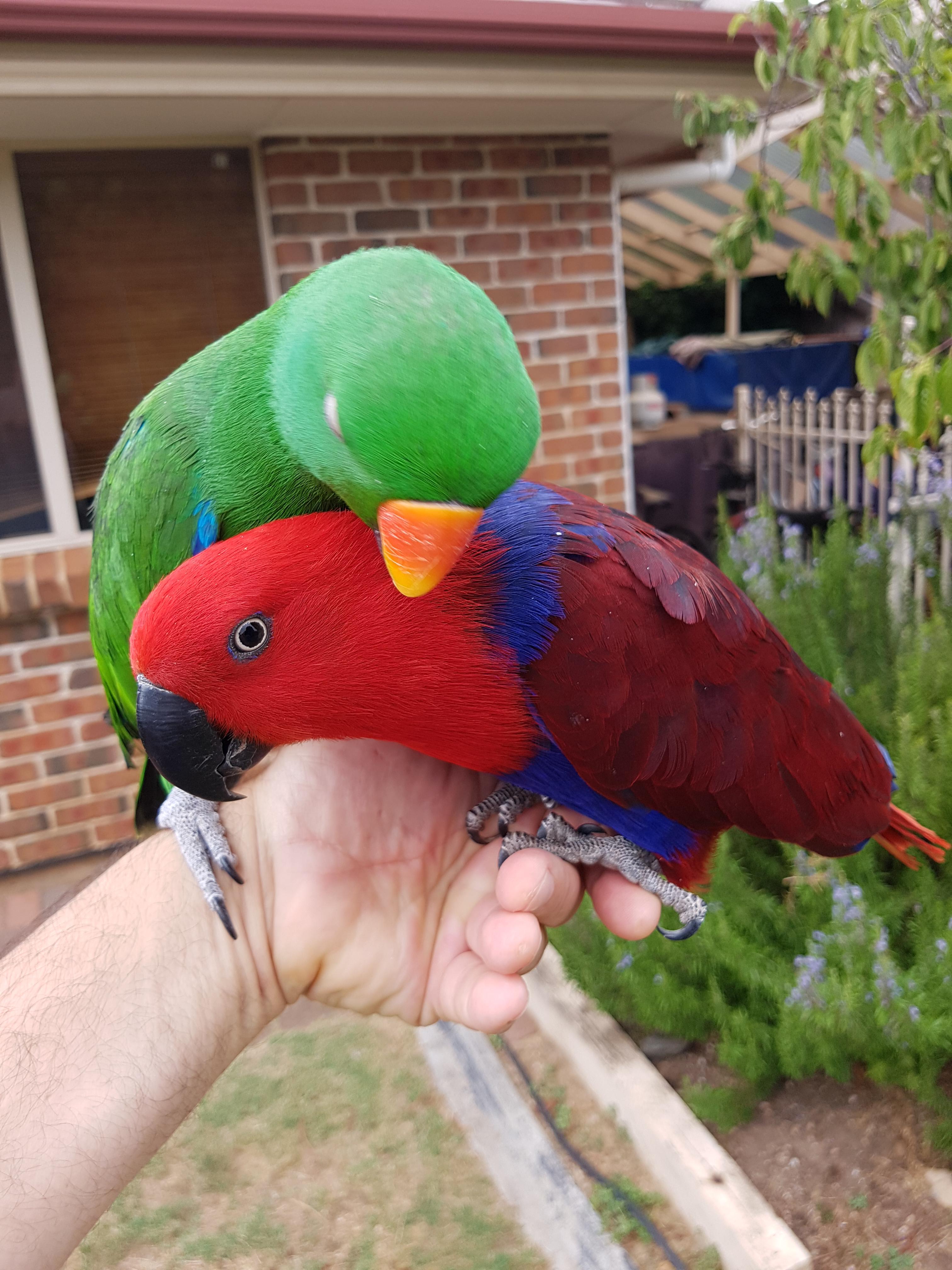 My feather kids. pics