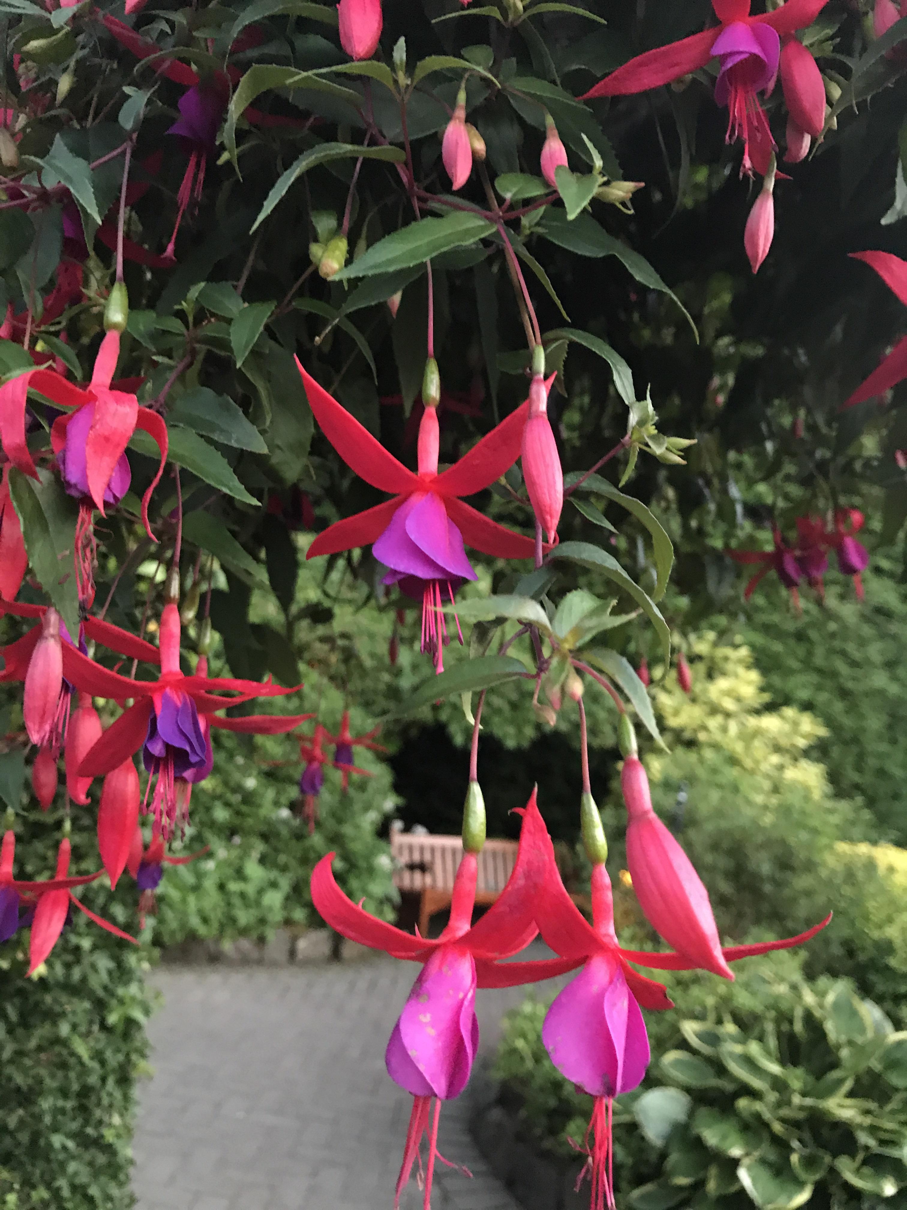 What are these flowers called? r/flowers