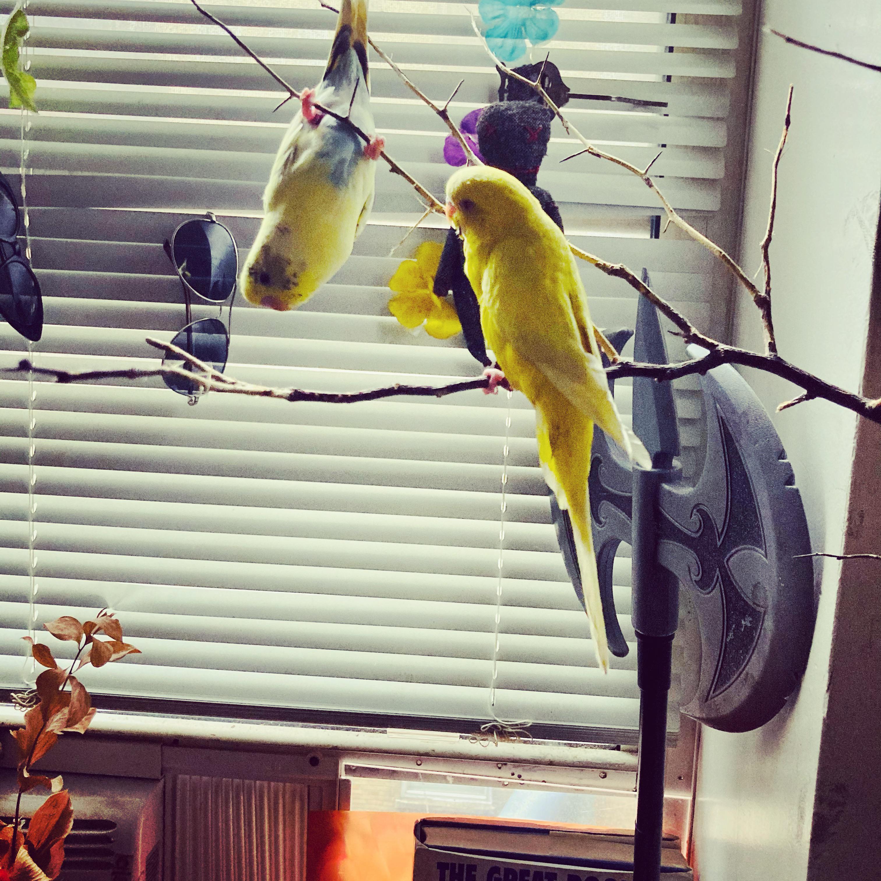 List 105+ Pictures Why Does My Budgie Hang Upside Down Superb 10/2023