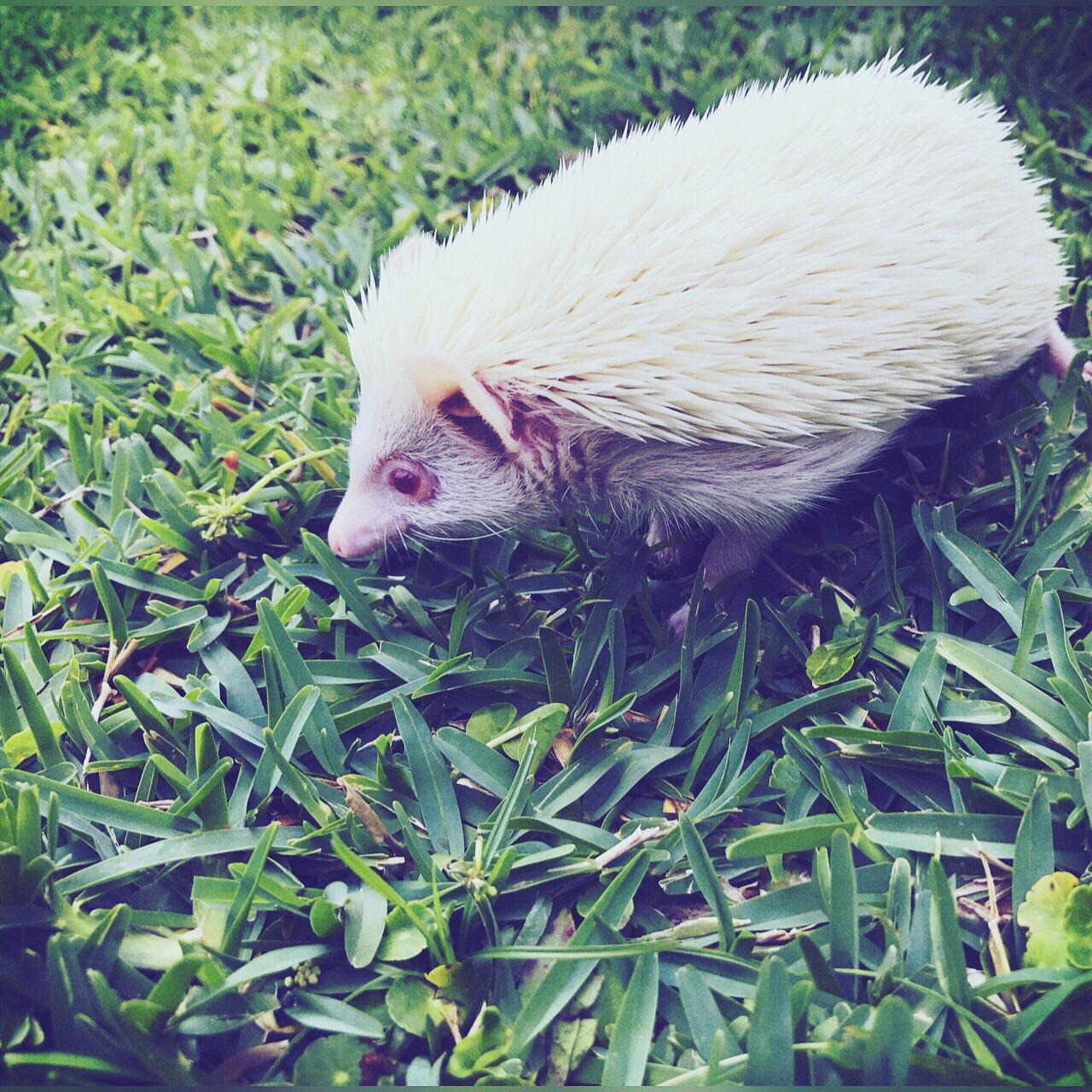 my baby hedgehog hana mei exploring ) r/Hedgehog