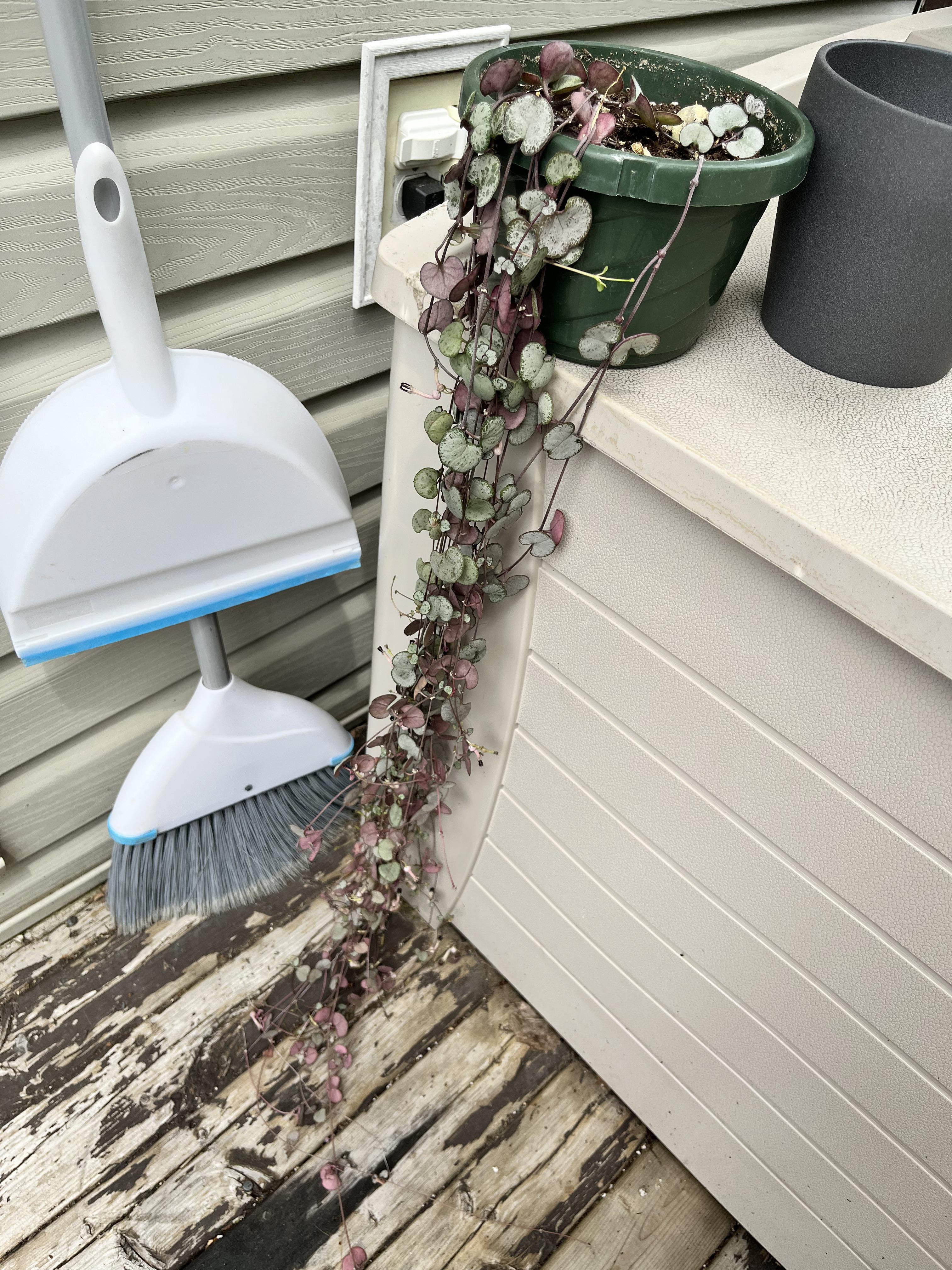 Had for a year, didn’t think it would last this long! Have it hanging