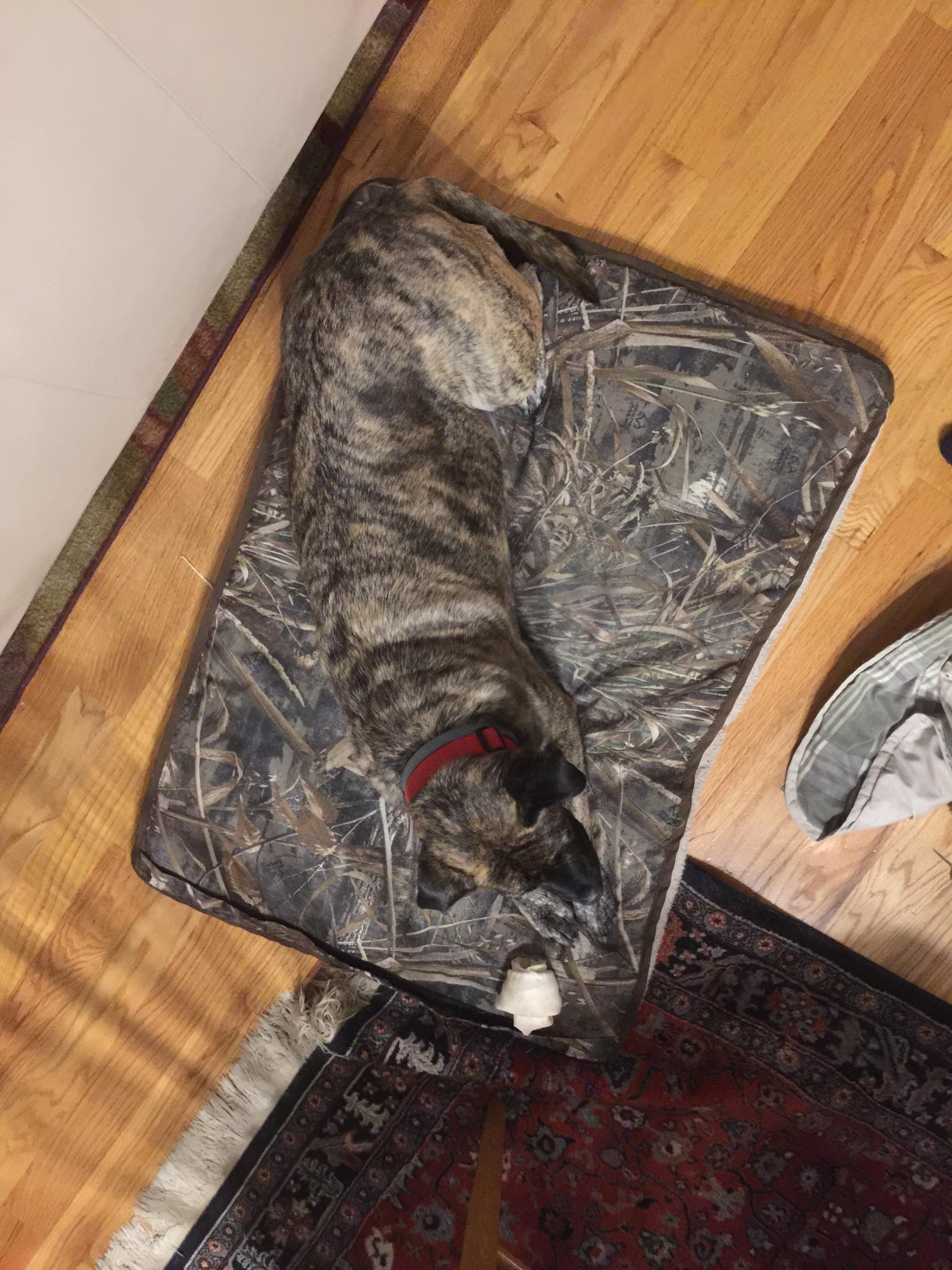 The store we went to only had camo dog beds at the time we went there