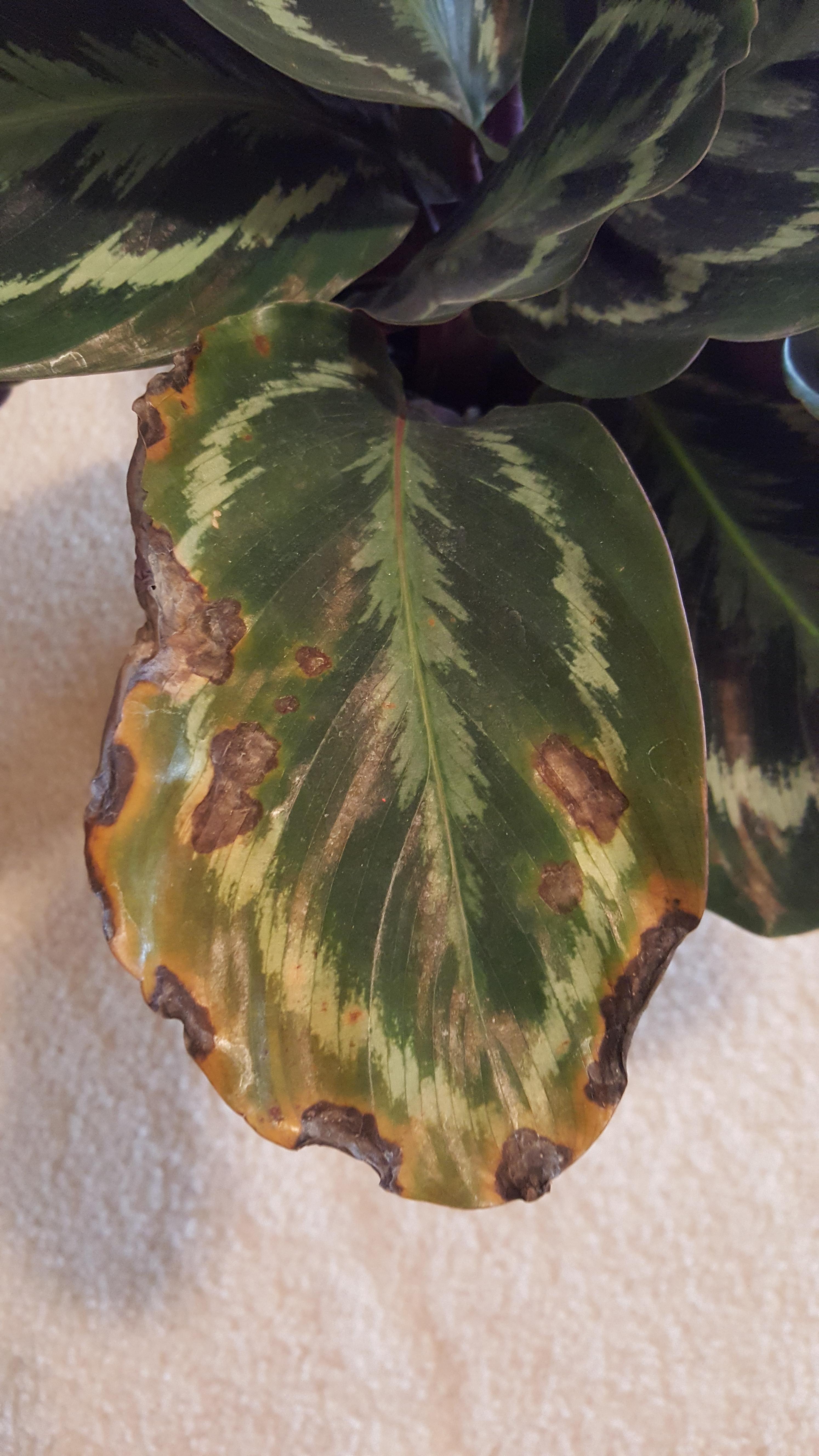 Bought this Calathea today, why are some leaves like this?