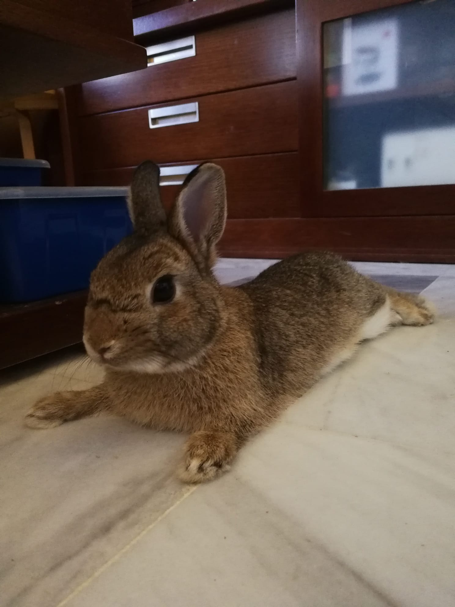 Reddit, Meet Oliver! r/Rabbits