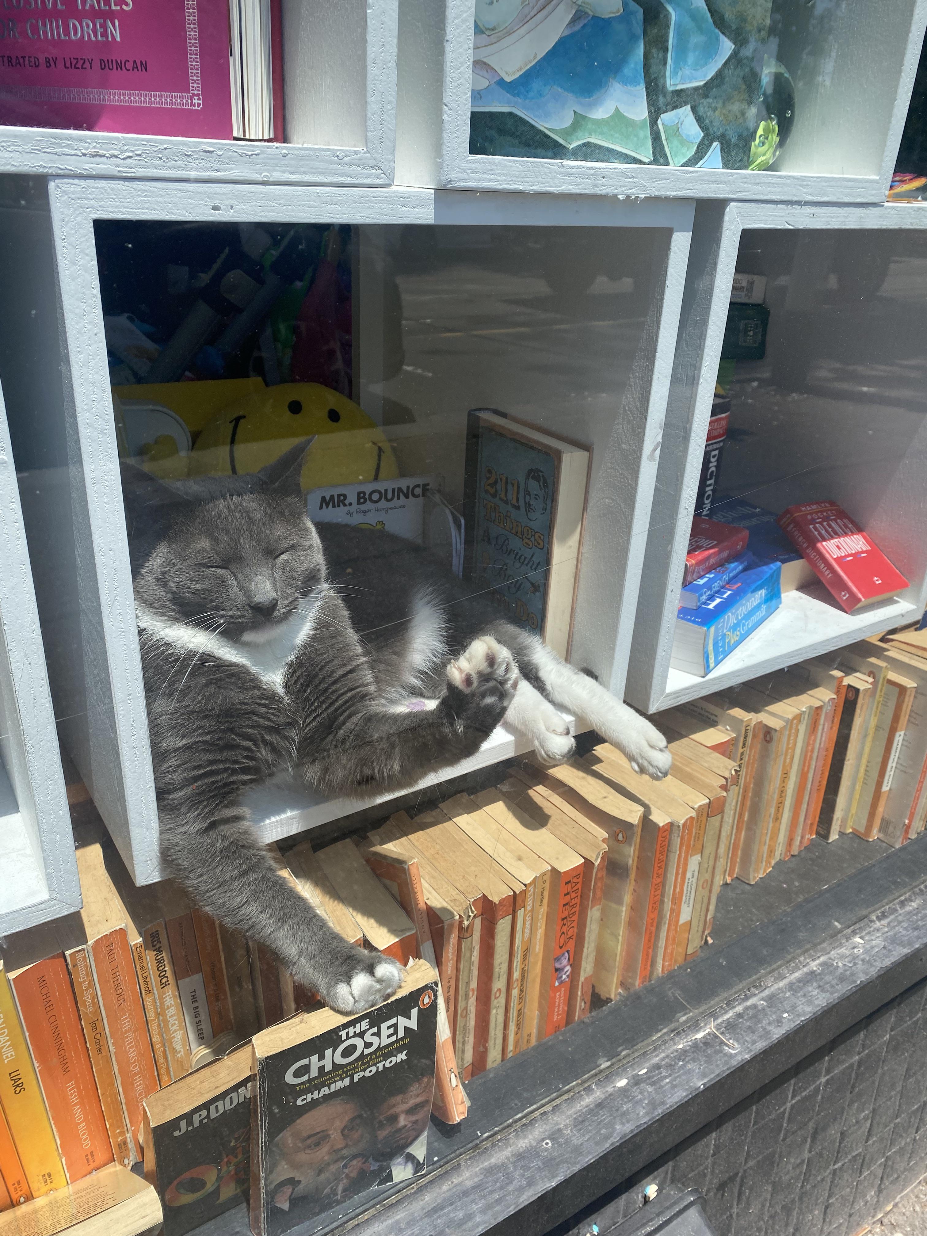 Shop cat r/Catswithjobs