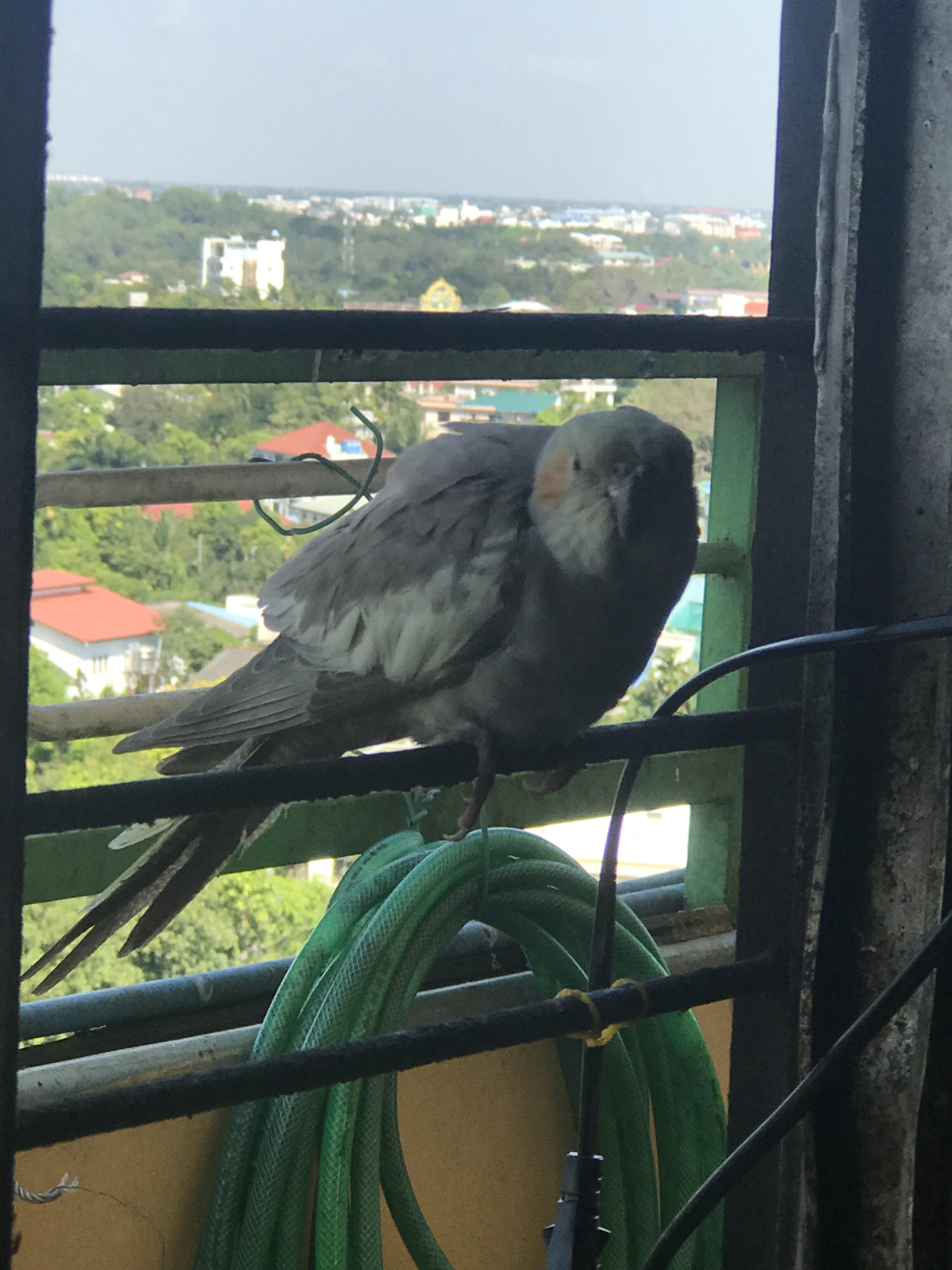 this lil guy came to my apartment. what do? r/cockatiel