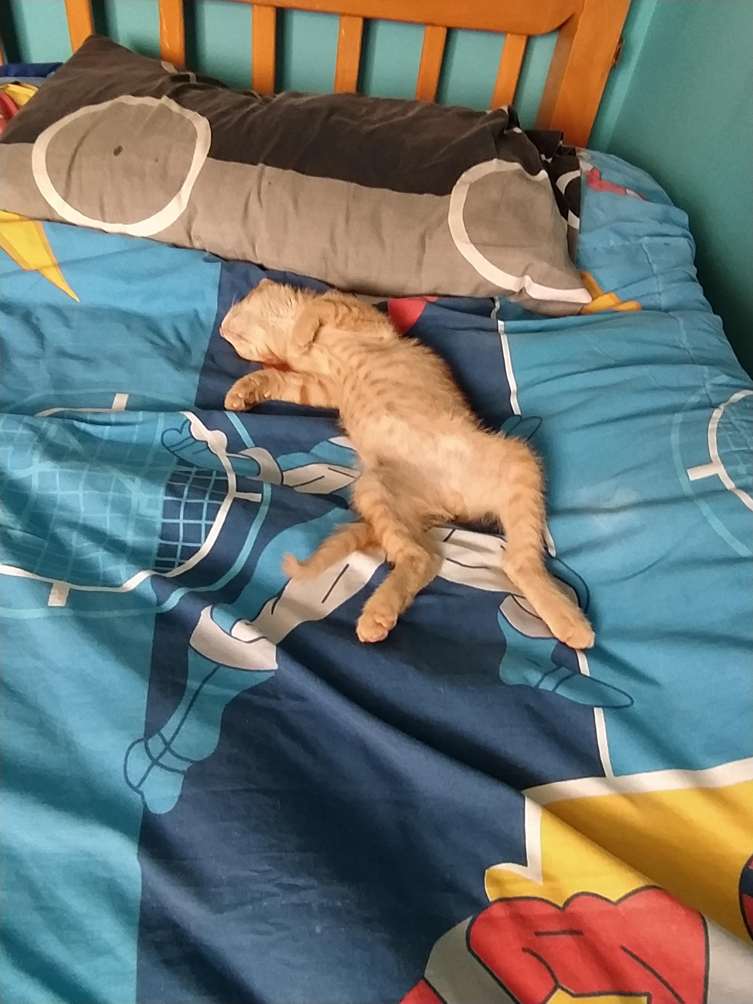 My cat loves My bed r/Kitten