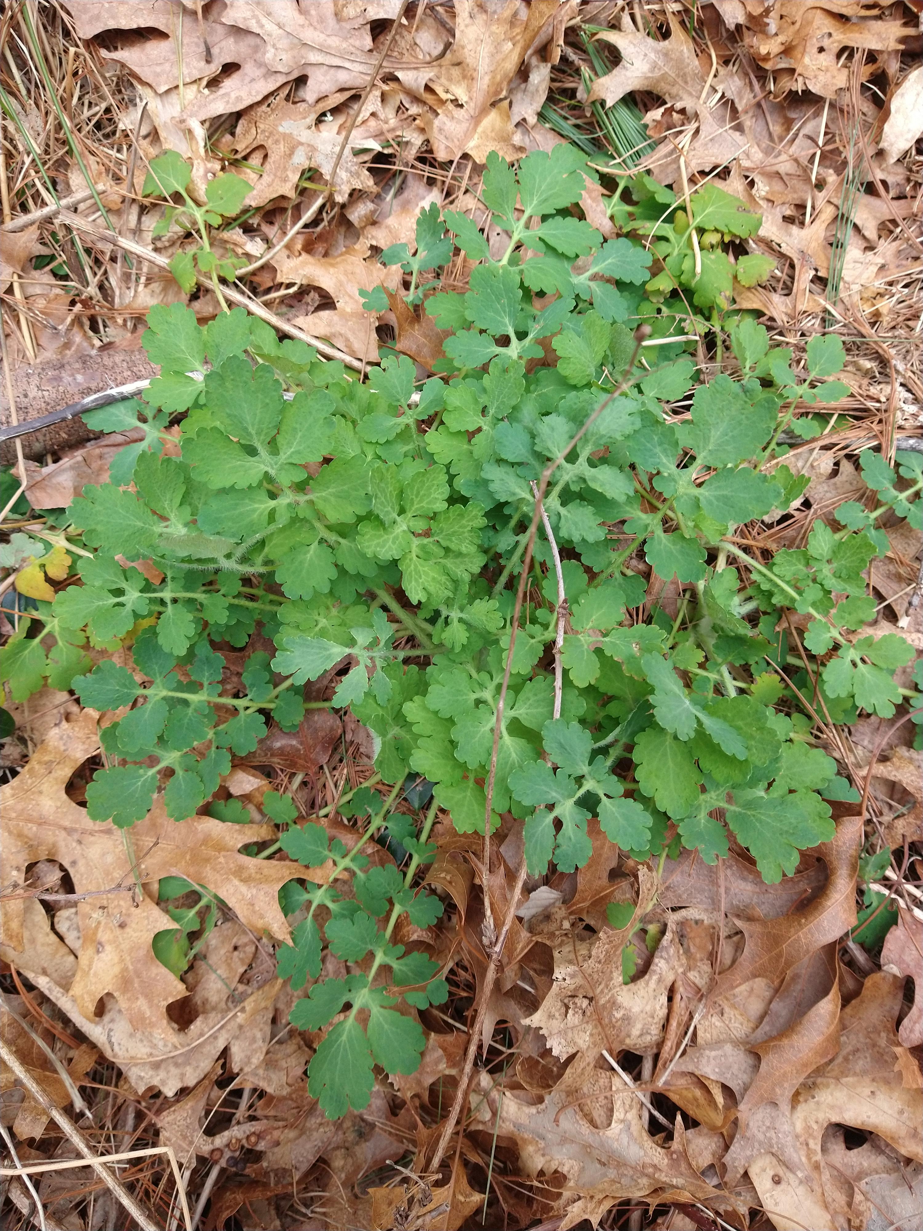 Plant ID? Yellow sap; zone 6a. Is it Henbit? r/foraging