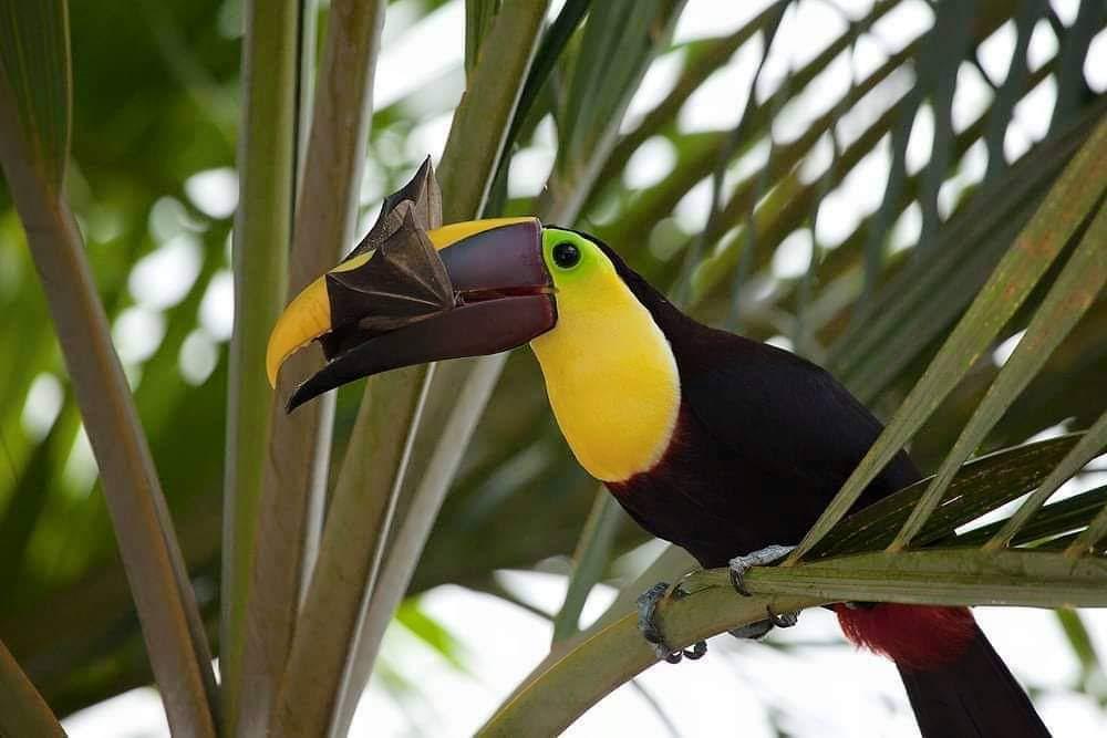 Toucan eating a fruit bat natureismetal