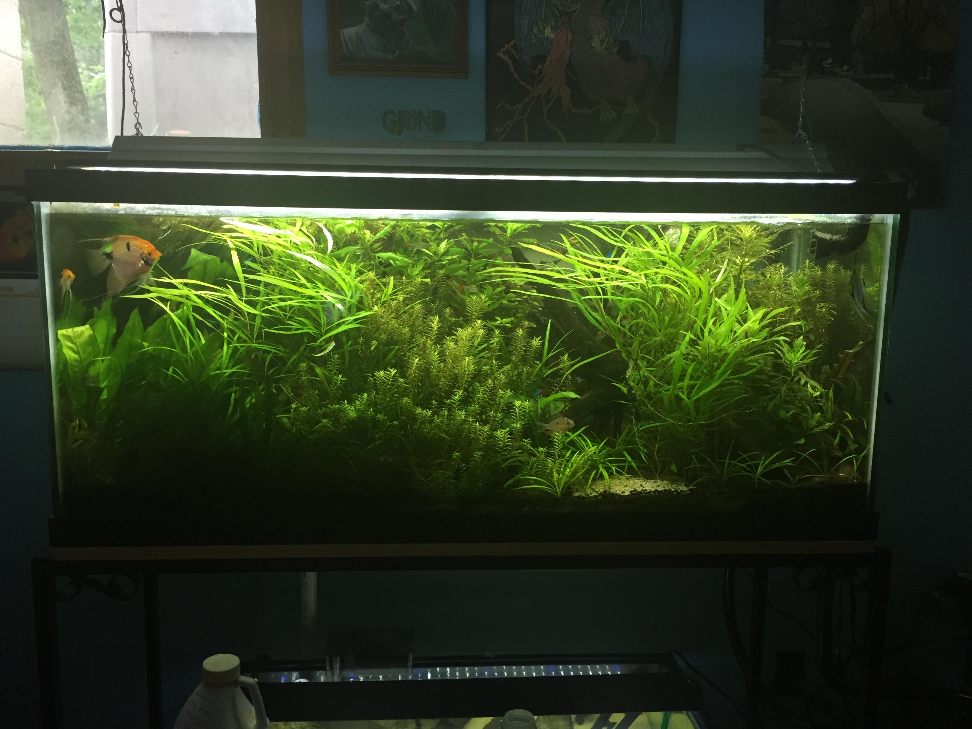 My Very Heavily Planted 75 Gallon Dirted Tank r/Aquariums