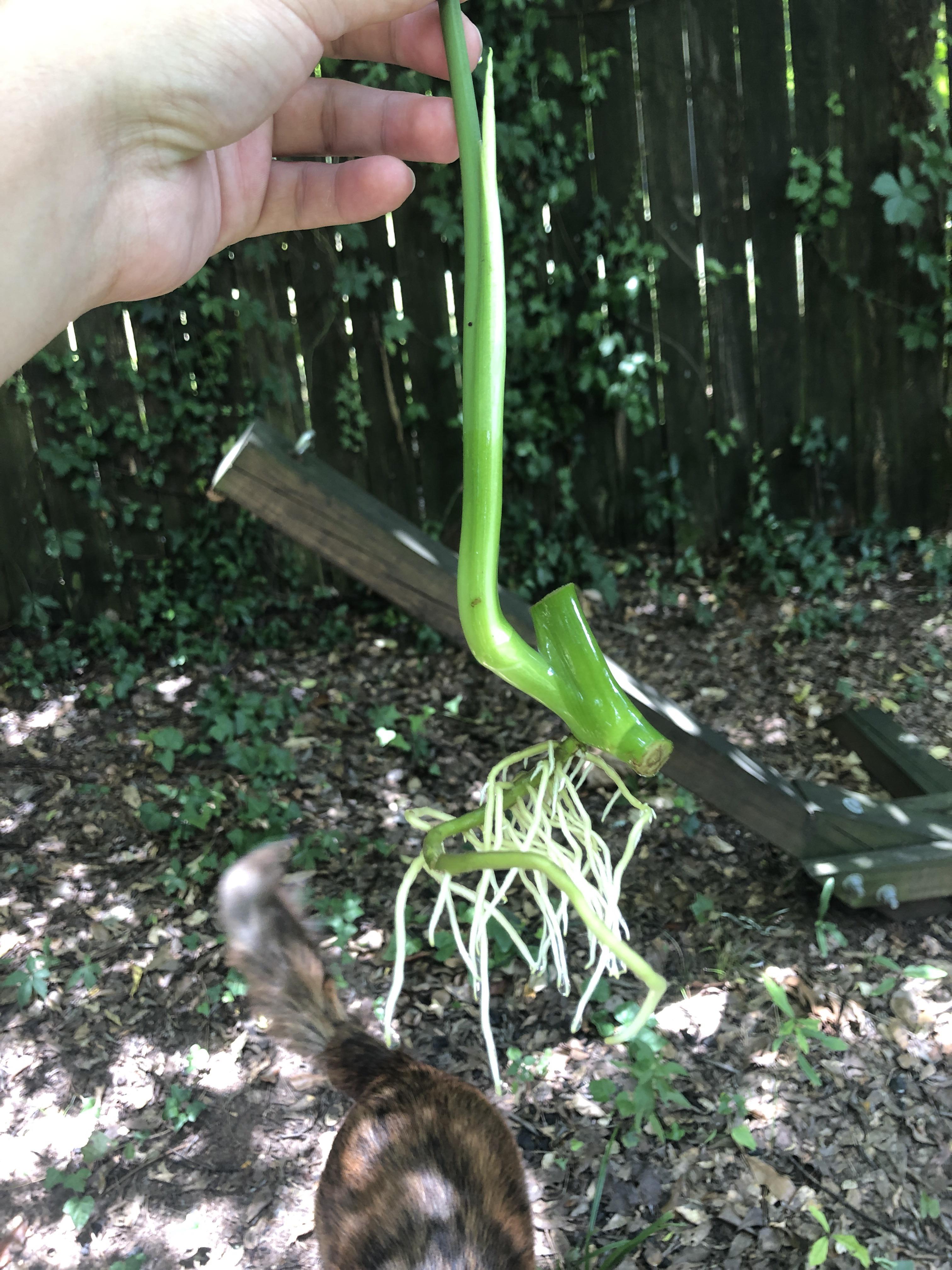 When your monstera prop can’t even wait to be planted before putting