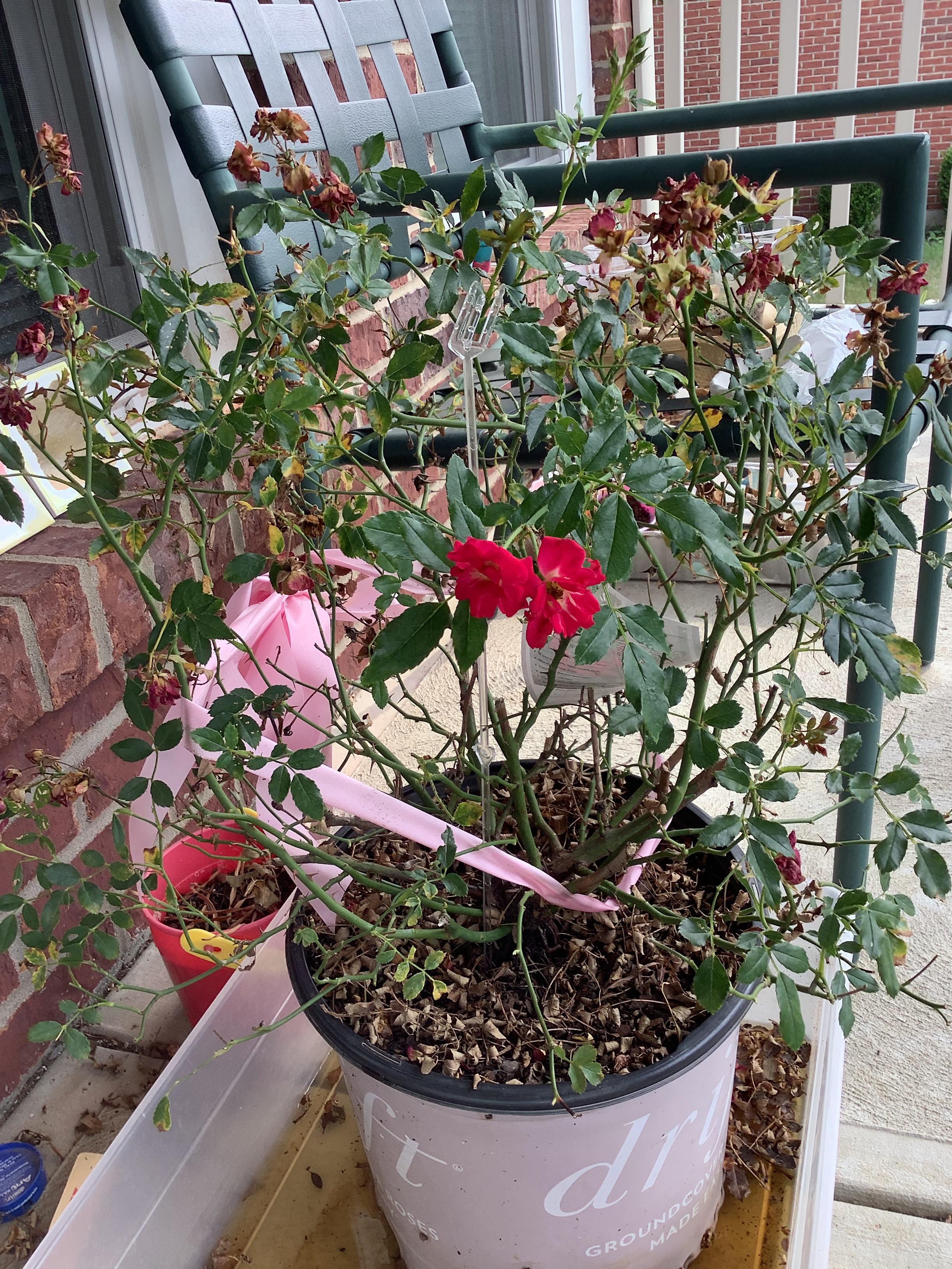 How can I save my rose bush. r/Roses