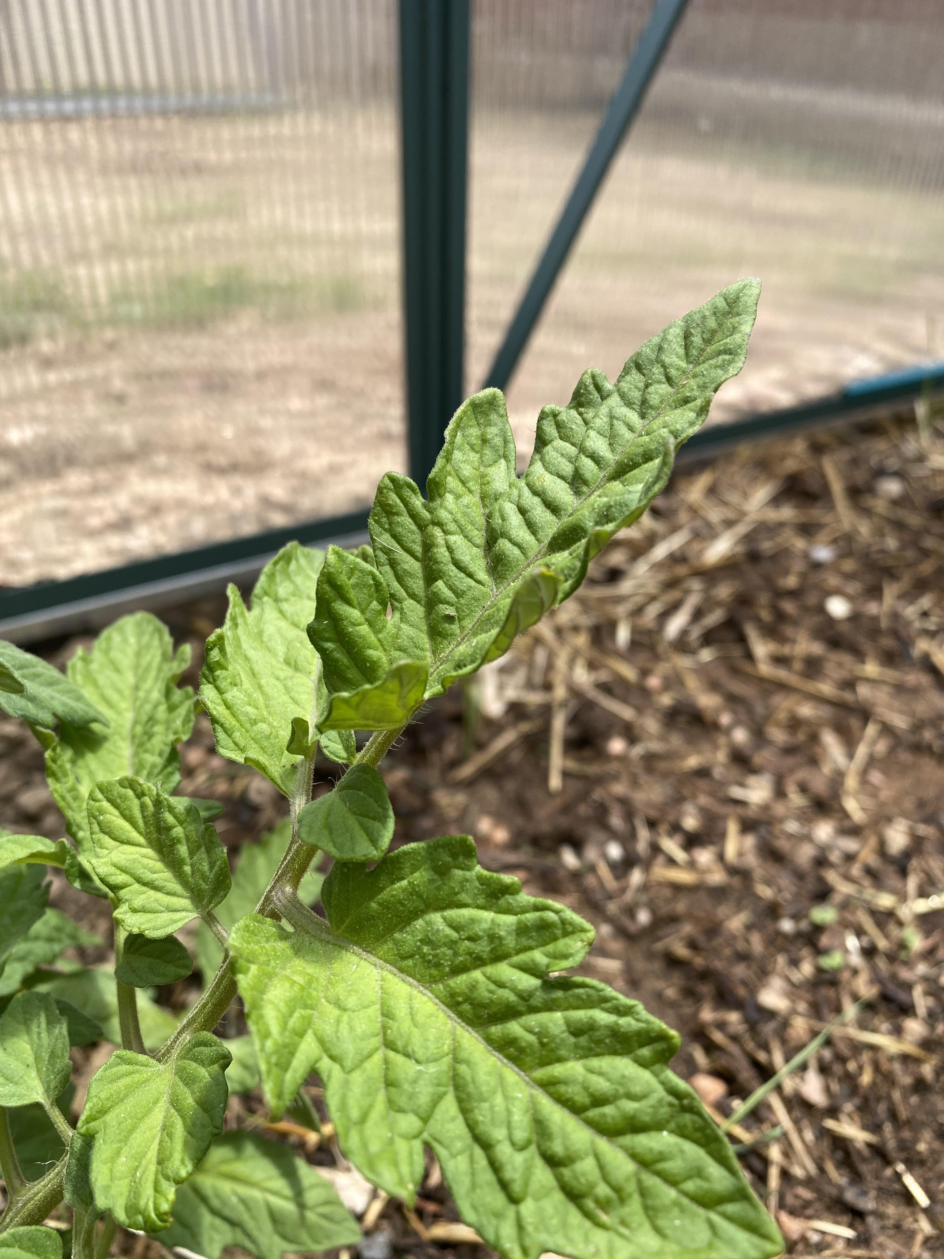 What causes tomato leaves to curl up like this? At 5,000’ elevation
