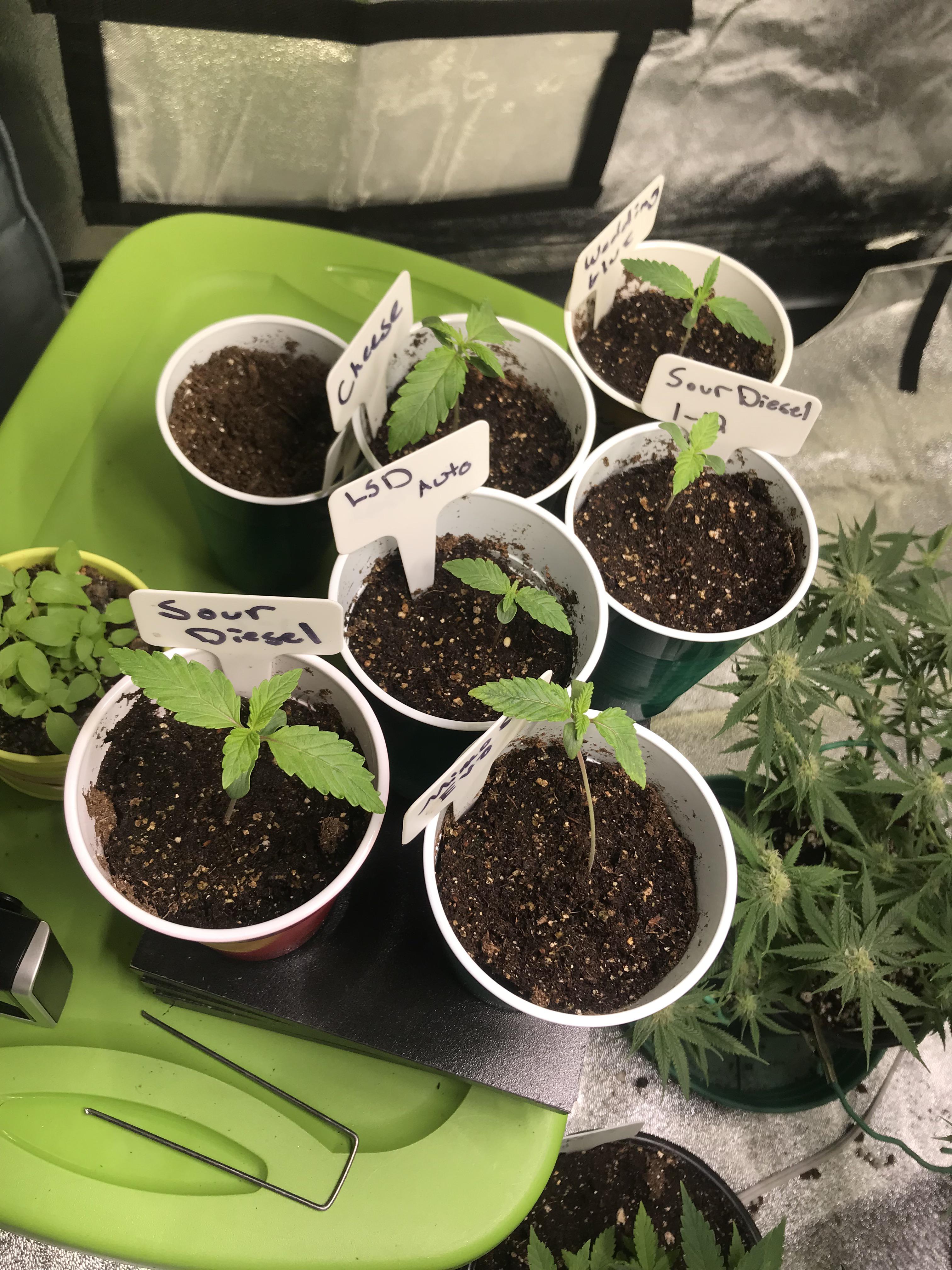 Topping? Do you guys topping autoflowers? Autoflowers