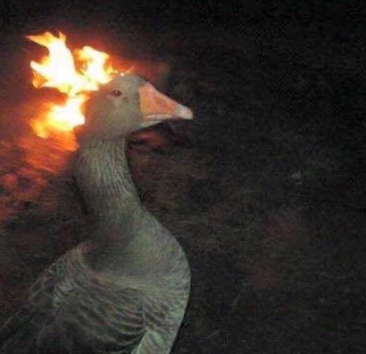 Reddit Dive into anything