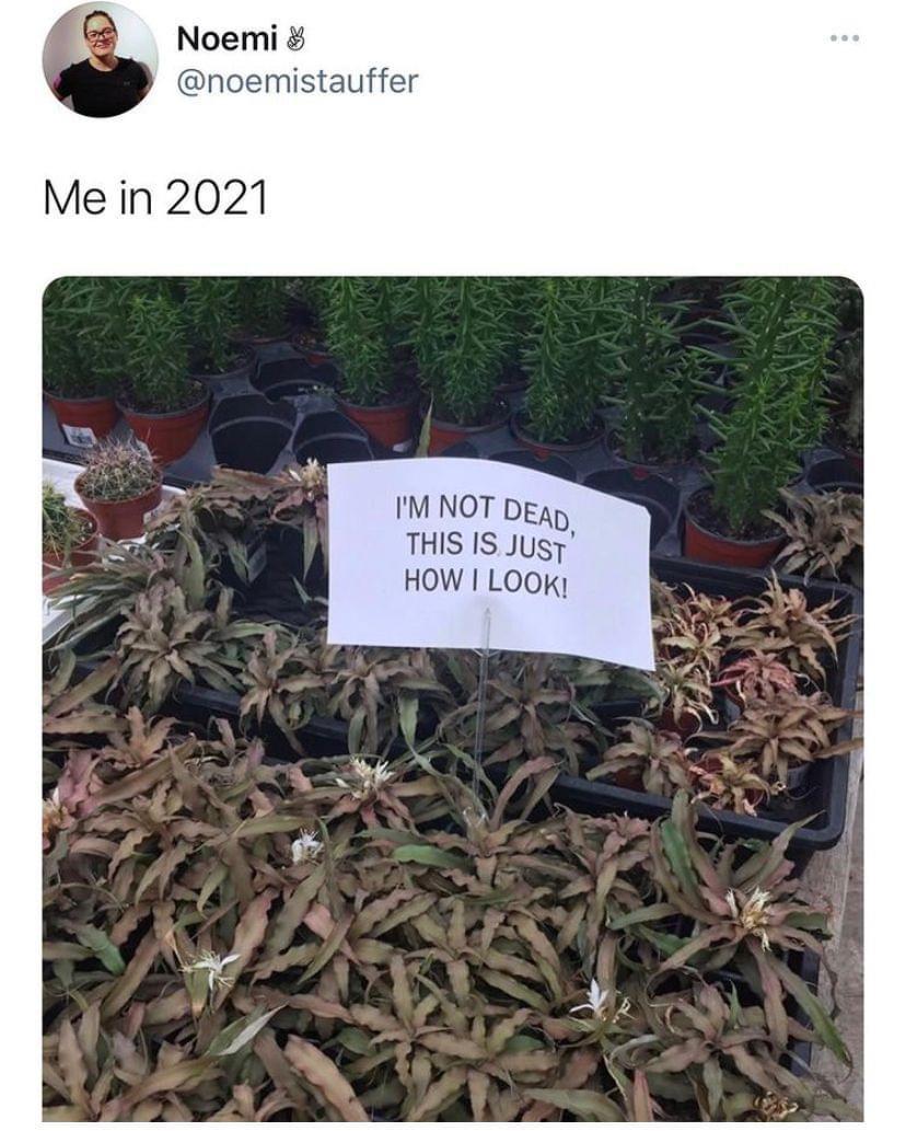 I saw this meme on Facebook, but I’d never seen that plant before! What