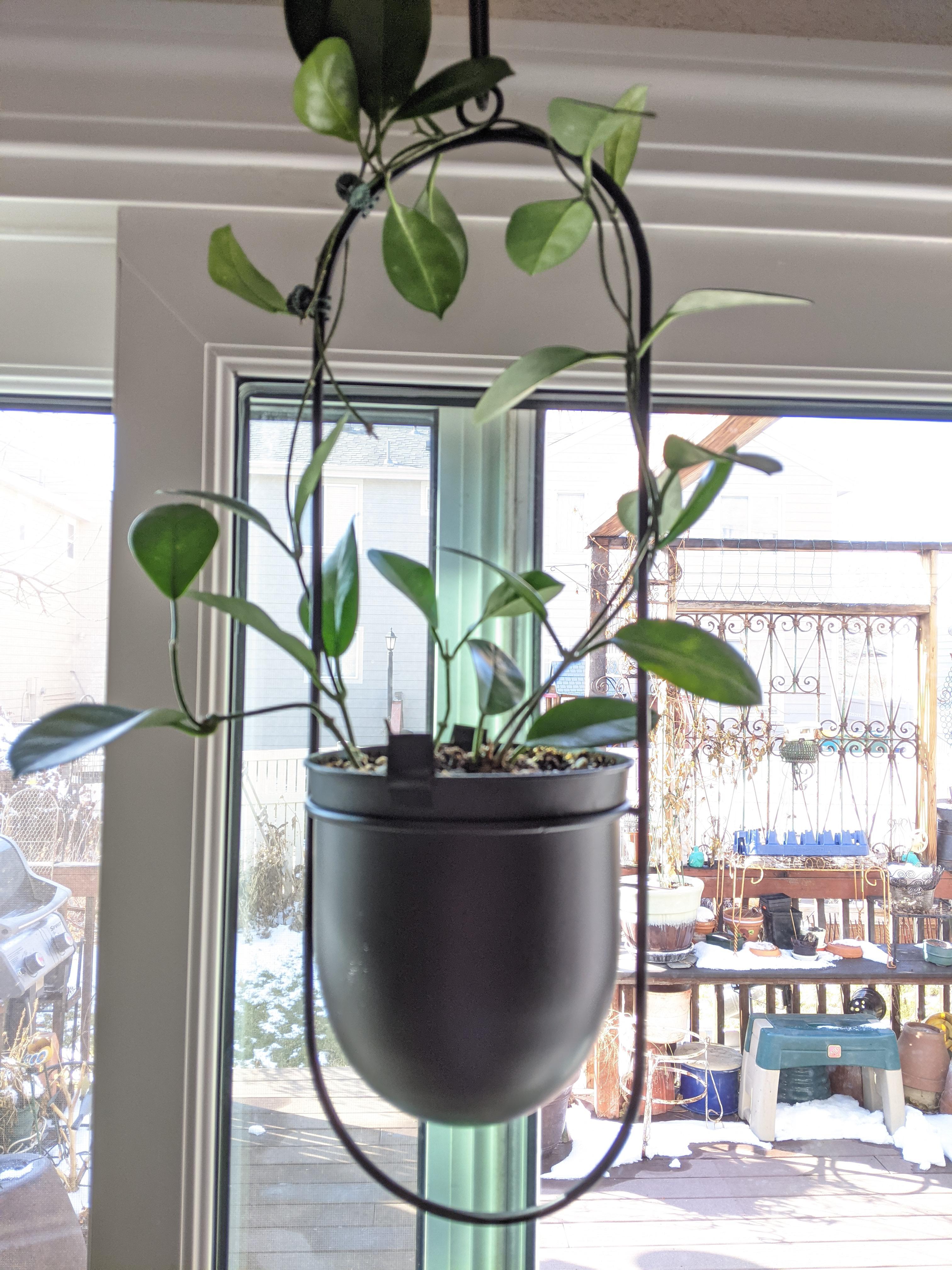 New container/trellis for hoya australis r/hoyas