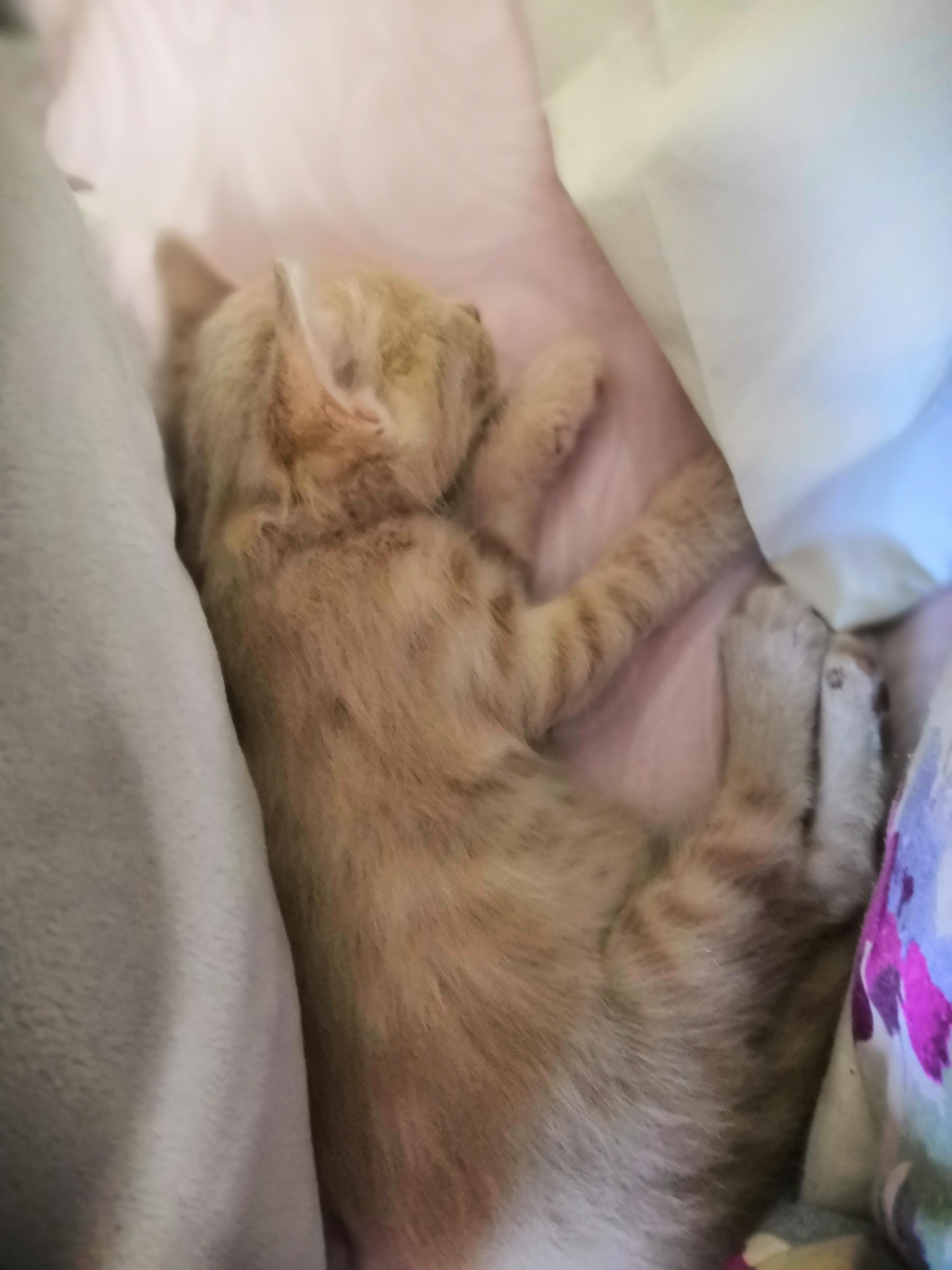 Her first time sleeping on my bed r/cats