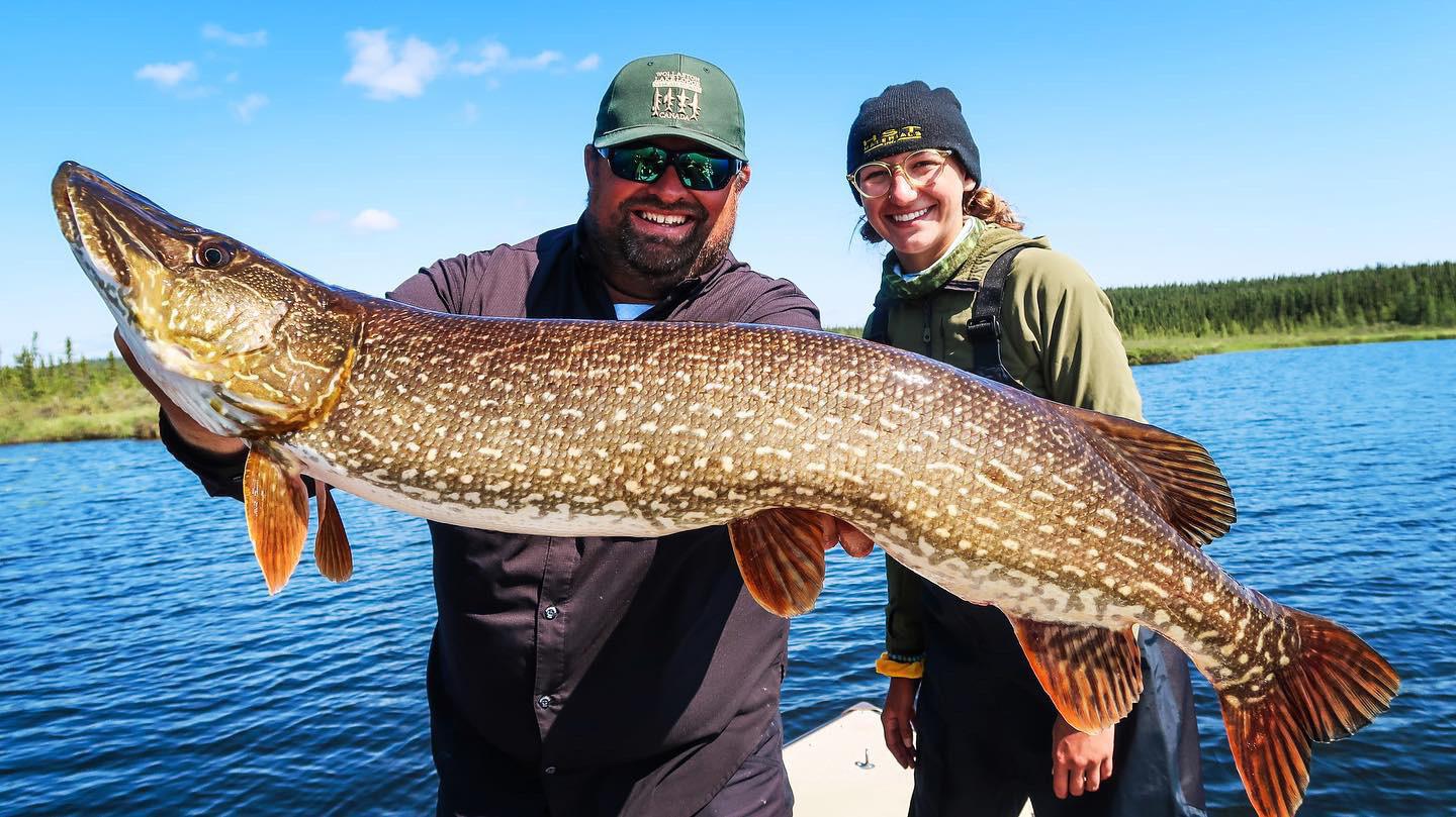 43 inch Northern! Caught at Wollaston Lake in Saskatoon, Saskatchewan