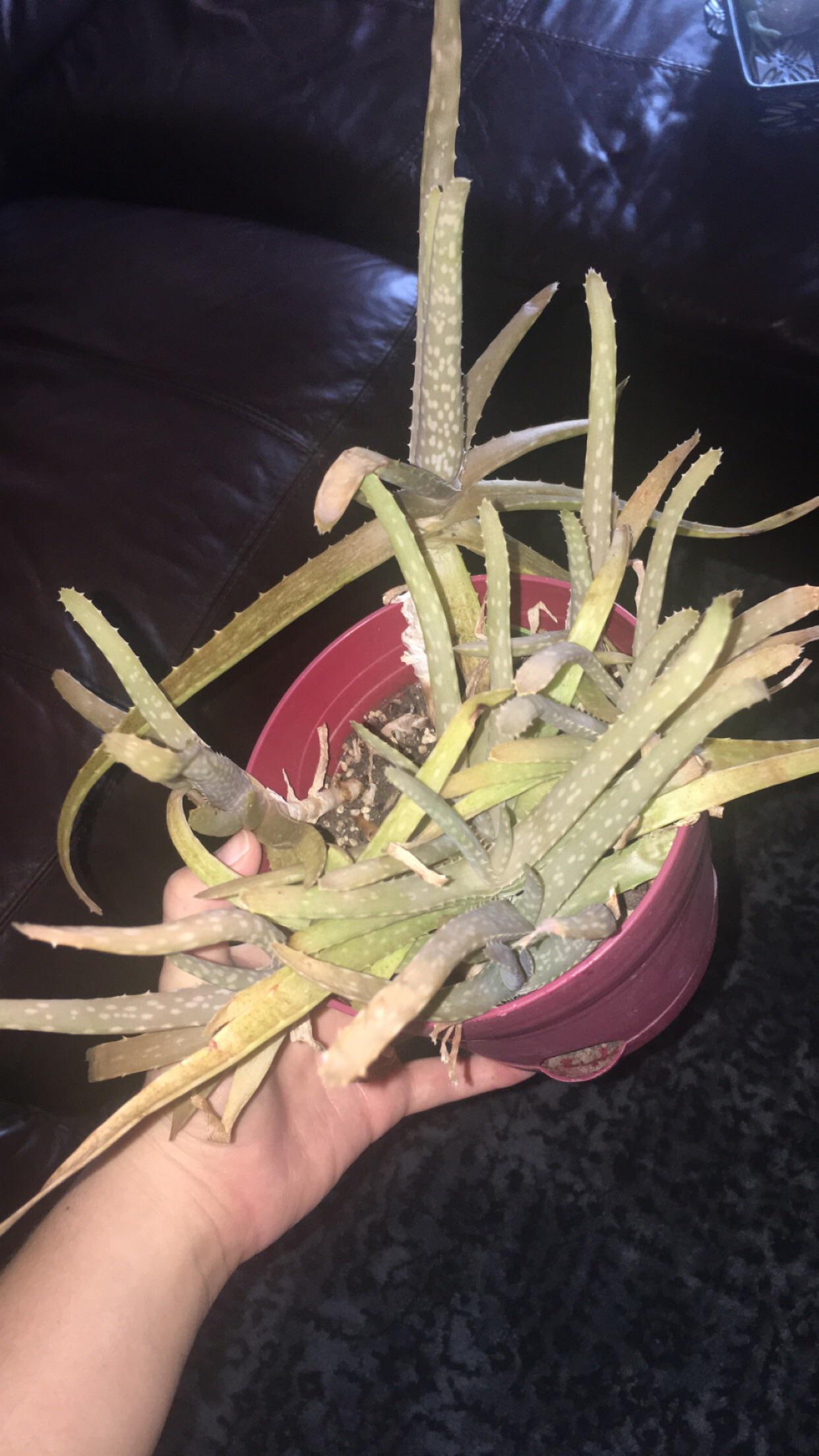 PLEASE HELP!! My grandmother gave me this aloe and it’s dying! I think